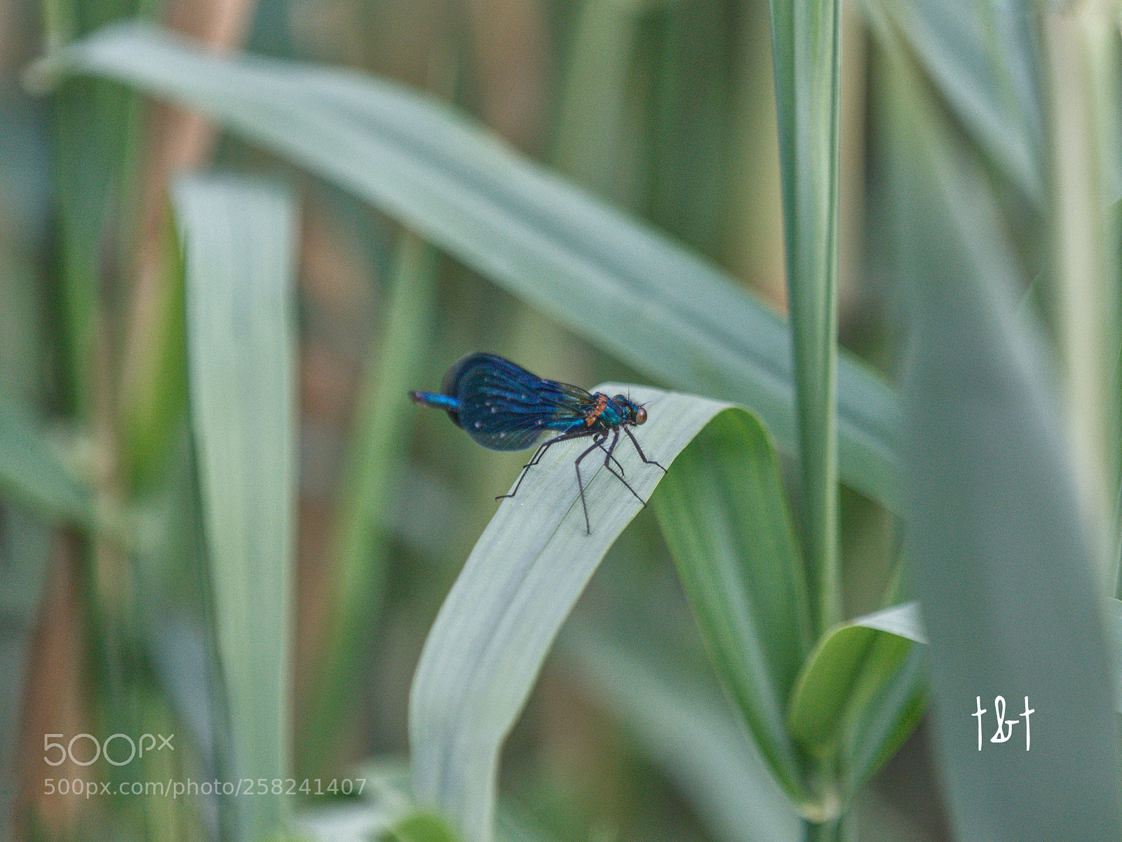 Canon EOS 7D sample photo. Untitled photography