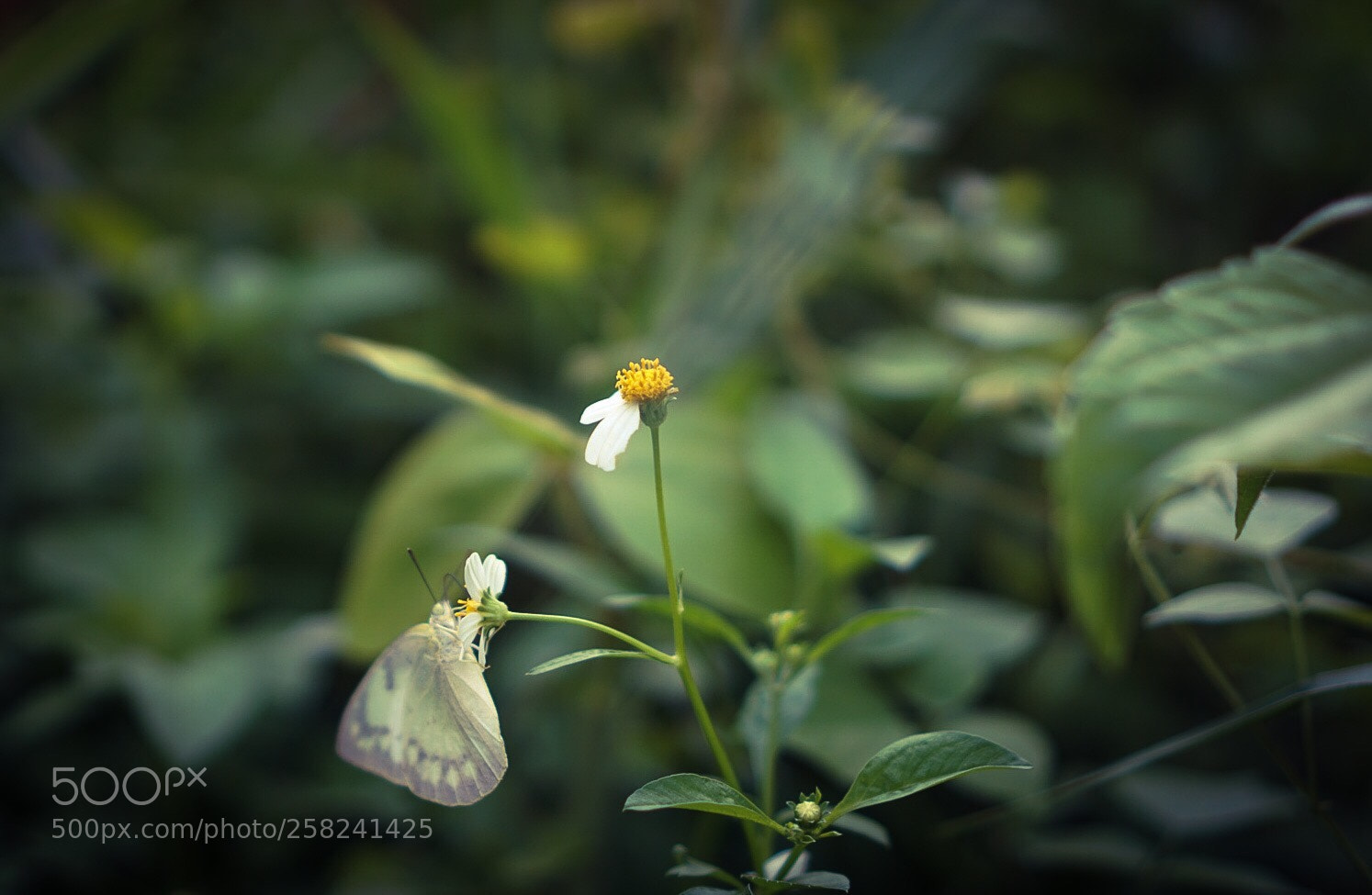 Sony a6000 sample photo. Alone photography