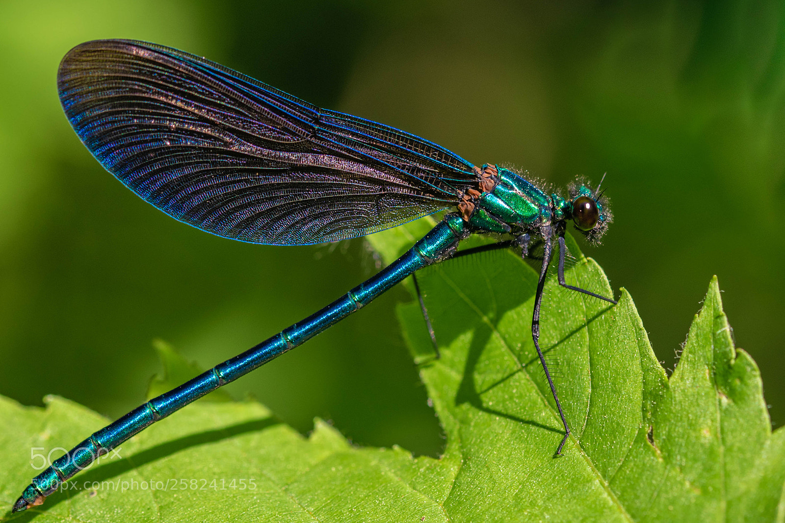 Nikon D5300 sample photo. Iridescent photography