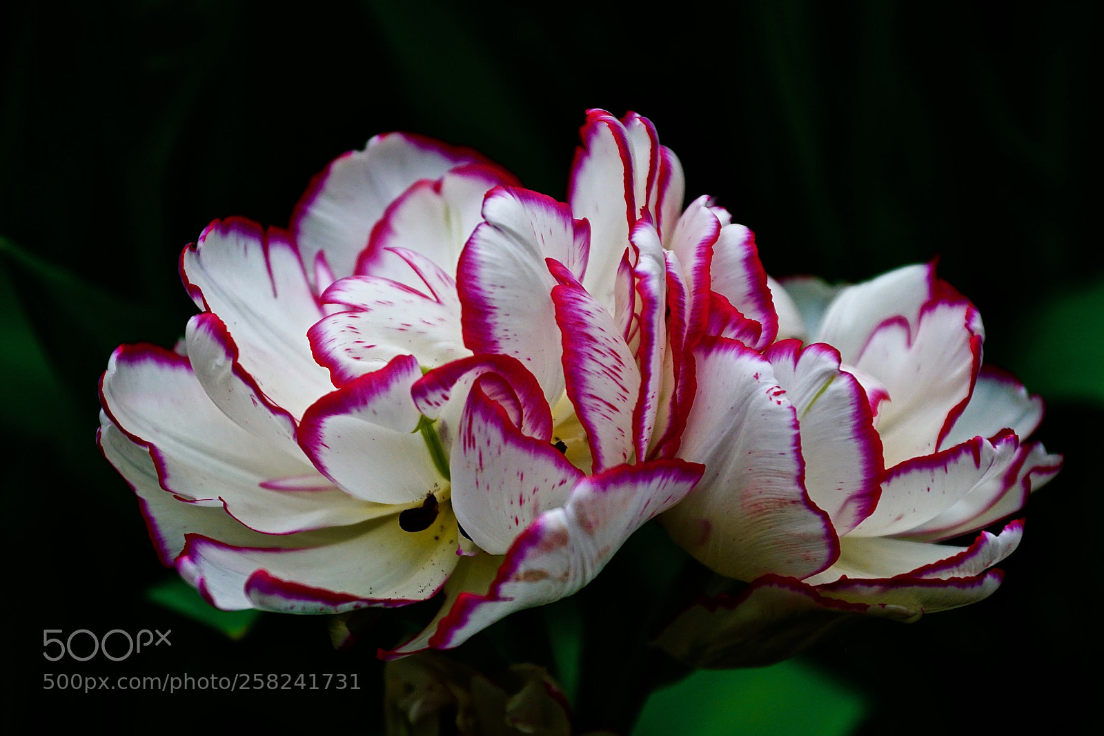 Sony ILCA-77M2 sample photo. Tulips photography