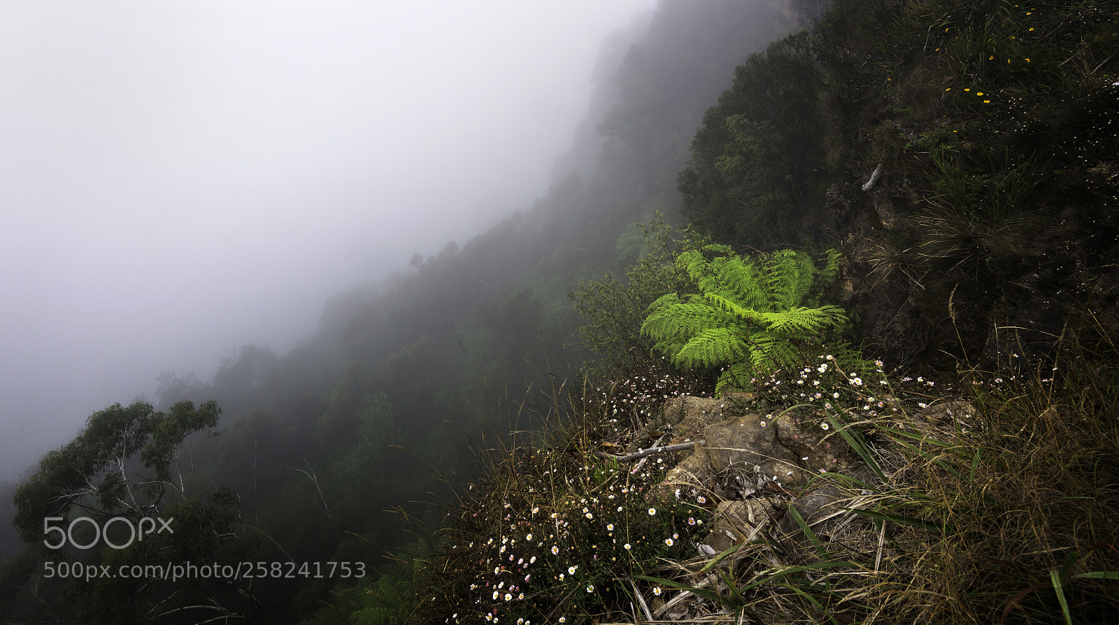 Nikon D800 sample photo. Fern in the mist photography