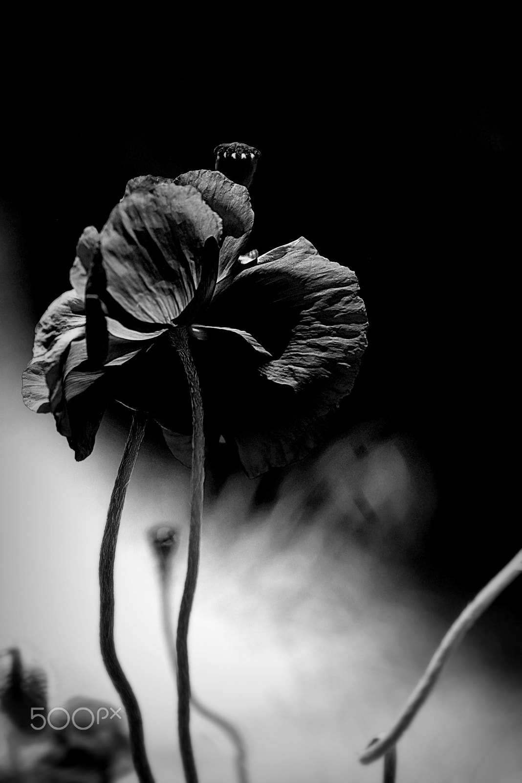 Nikon AF-S Micro-Nikkor 105mm F2.8G IF-ED VR sample photo. Psychedelic photography