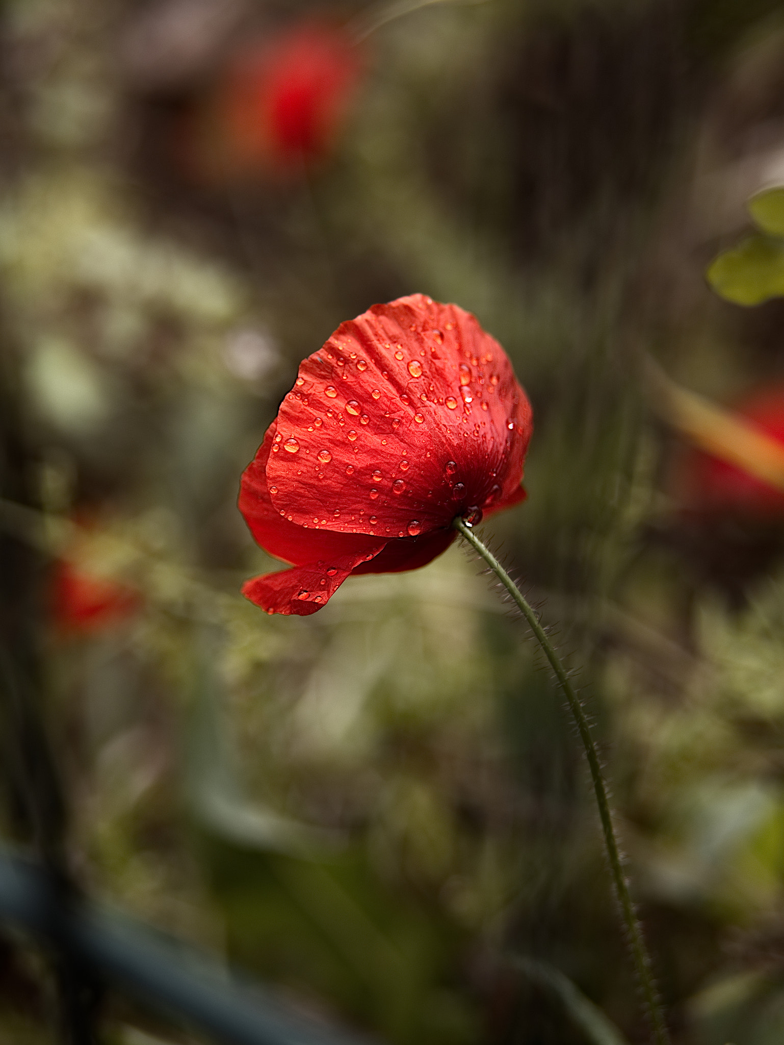 Panasonic Lumix DC-GX9 sample photo. Coeur en larmes photography