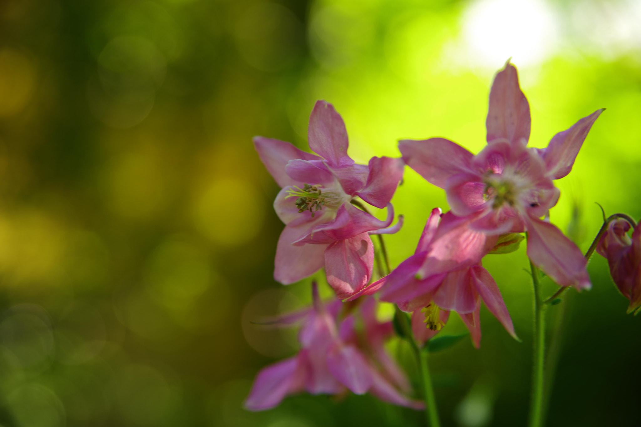 Pentax K-1 sample photo. Aquilegia photography