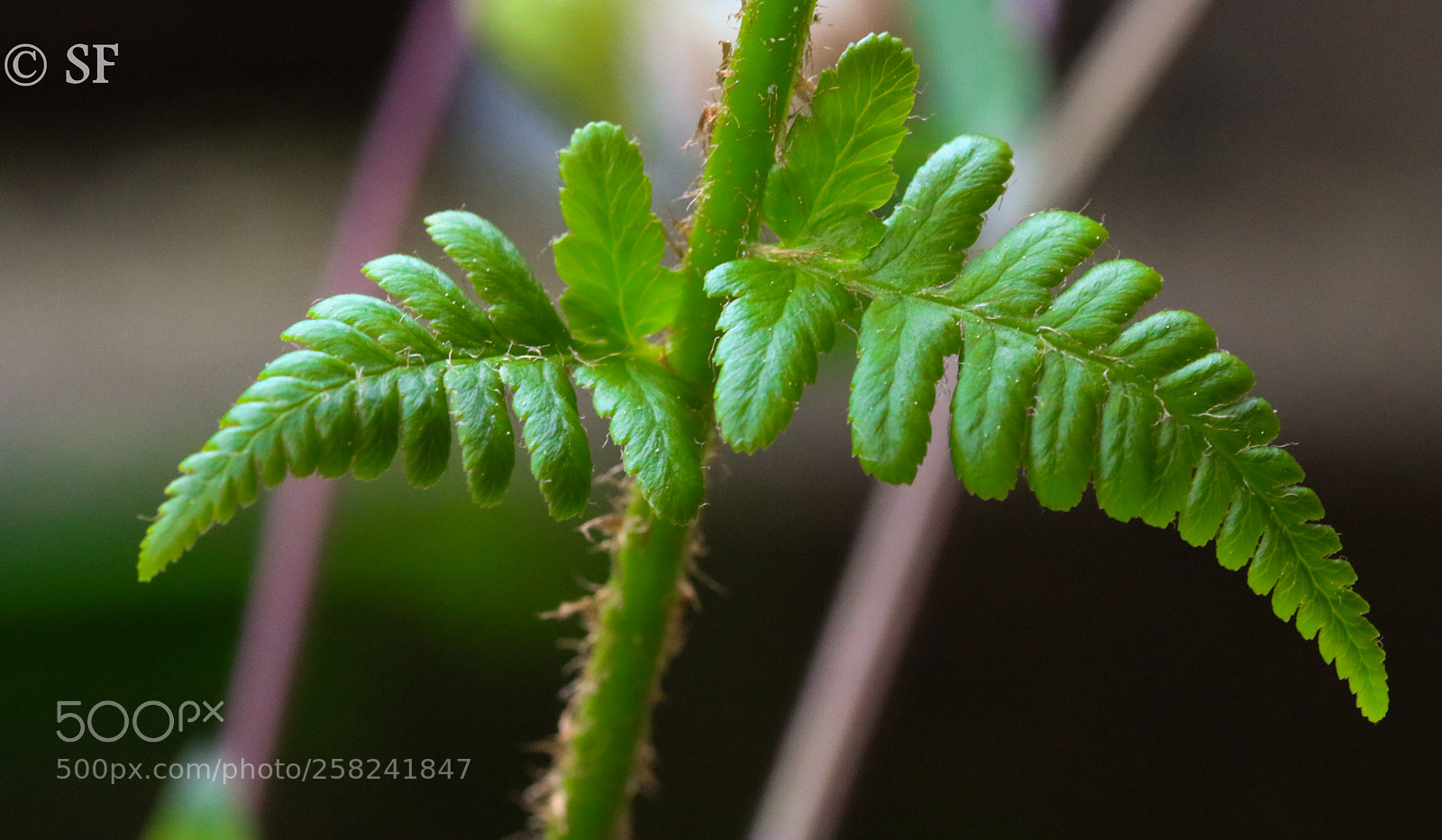 Canon EOS 750D (EOS Rebel T6i / EOS Kiss X8i) sample photo. Youngster photography