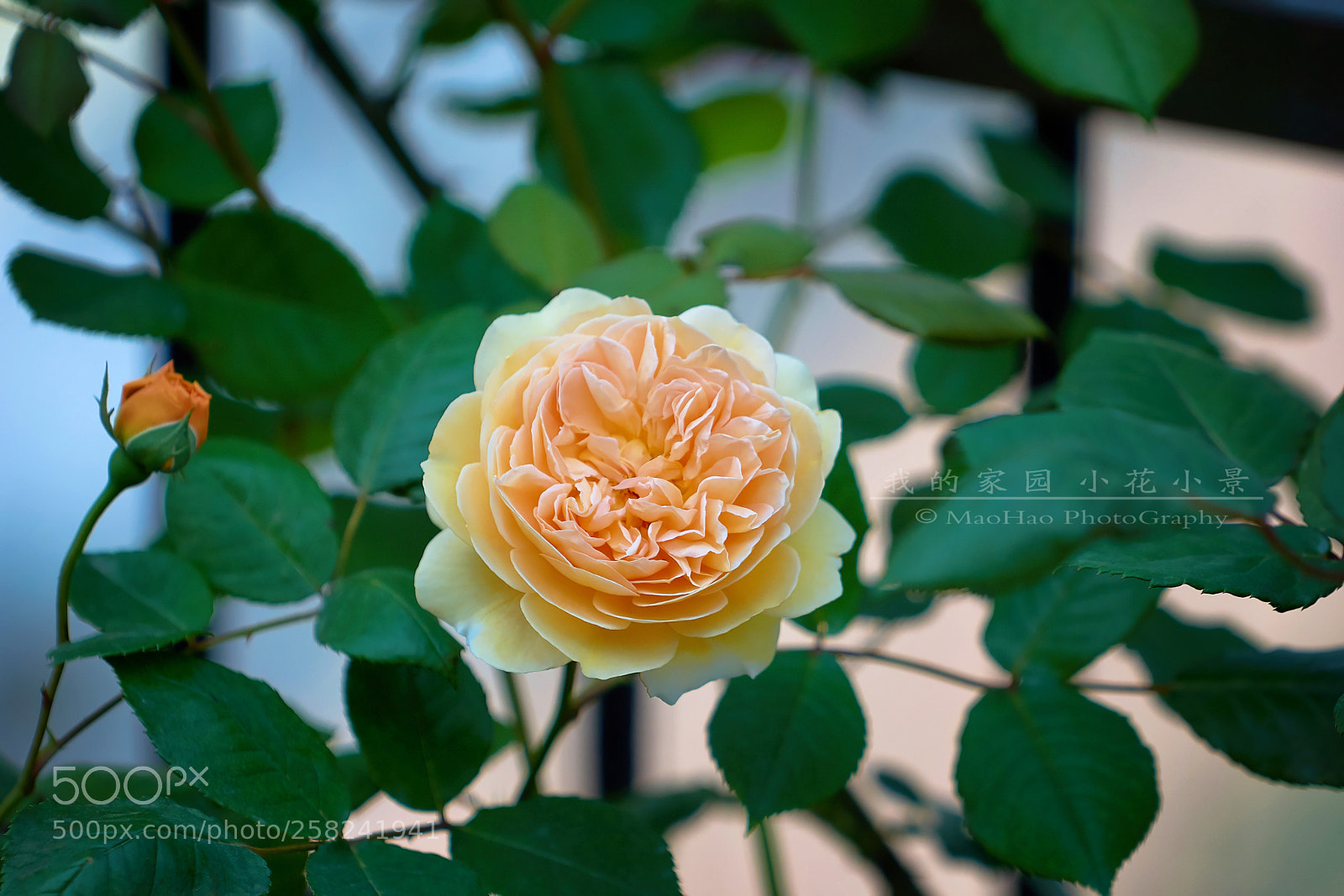 Sony a6000 sample photo. 月季皇后-玛格丽特 photography