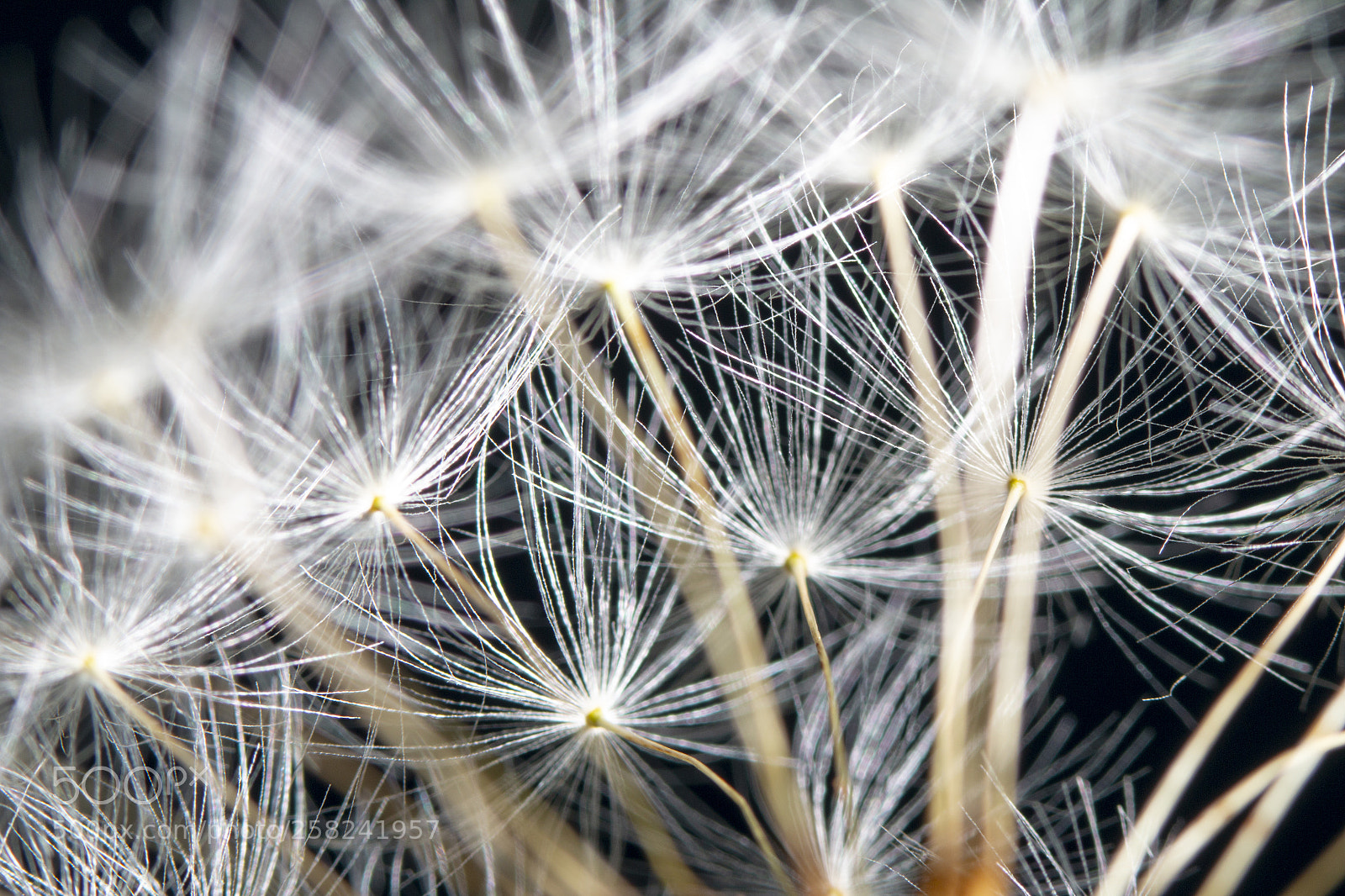 Canon EOS 70D sample photo. Dandelion photography
