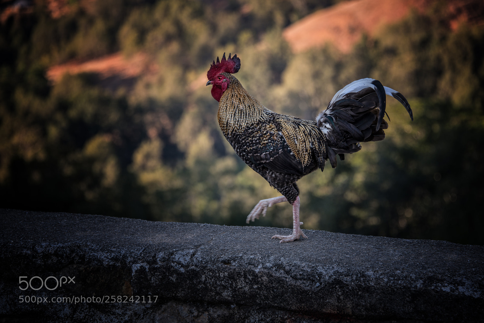 Nikon D800 sample photo. Fighting cock photography