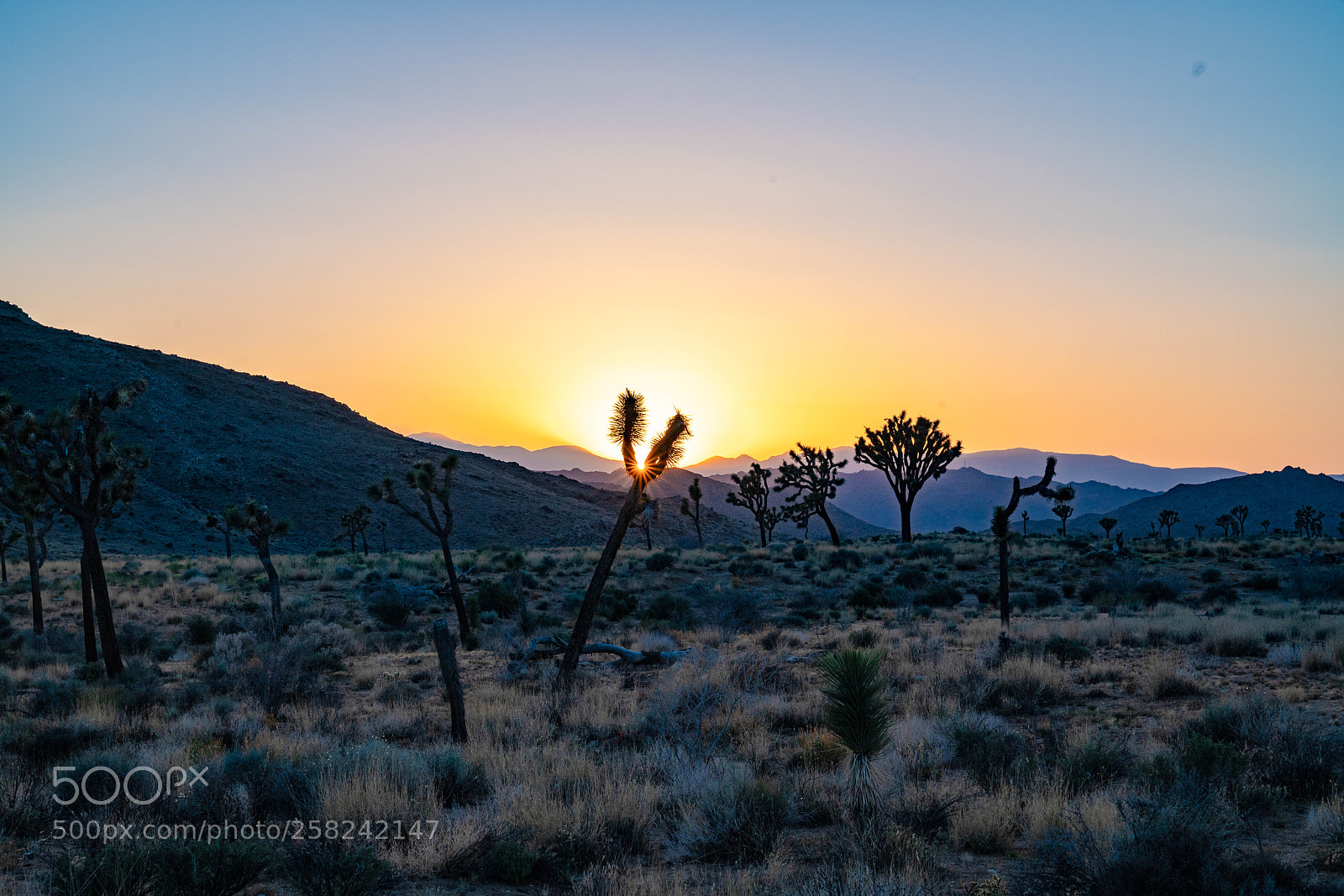 Sony a7R III sample photo. Catching the sun photography