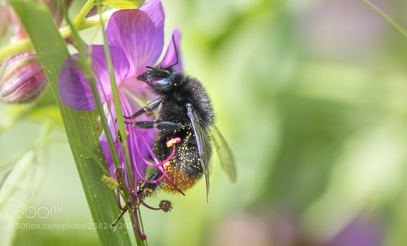 Nikon D810 sample photo. Barbouillée ! photography