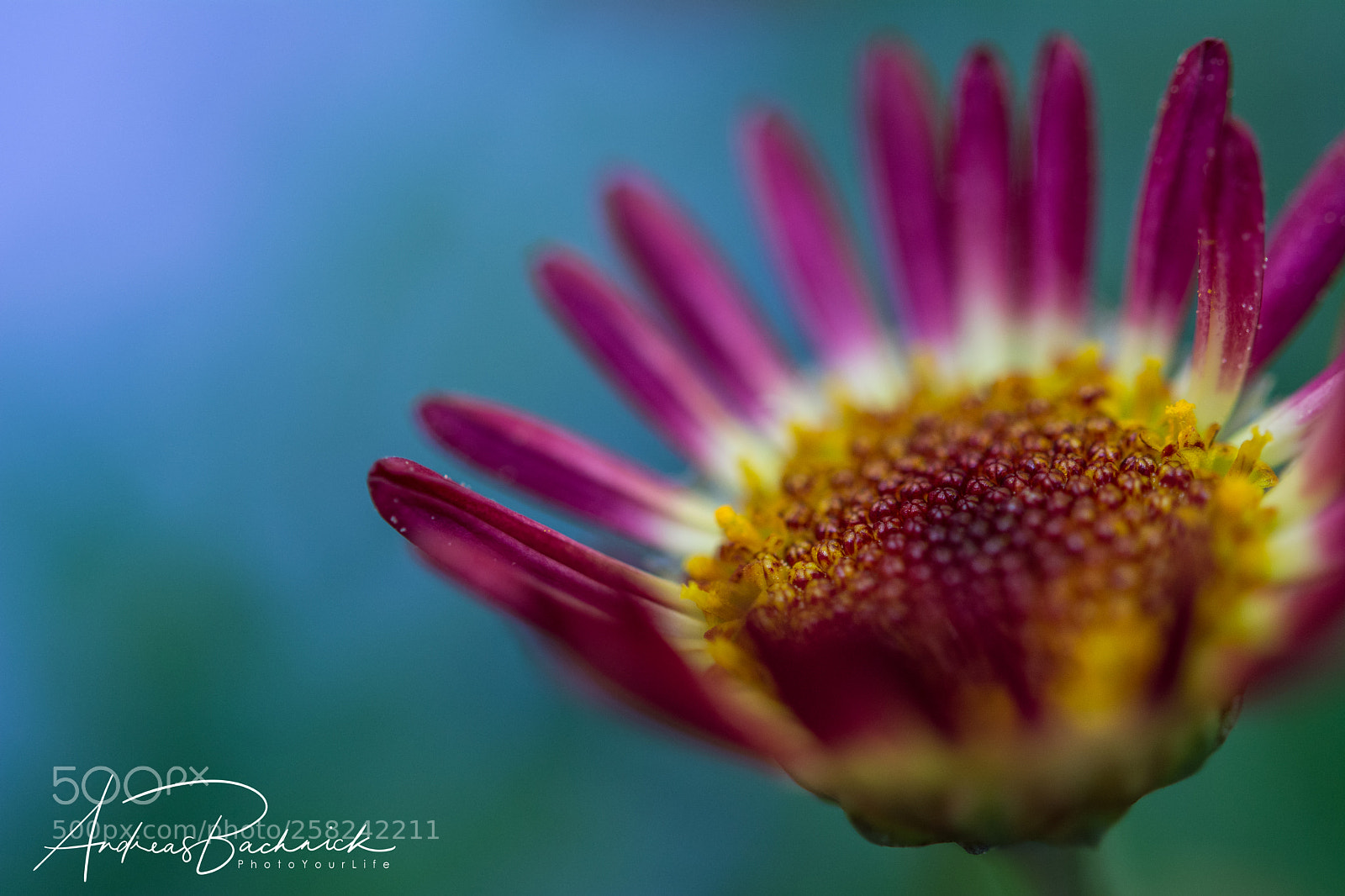 Nikon D5200 sample photo. Hands up photography