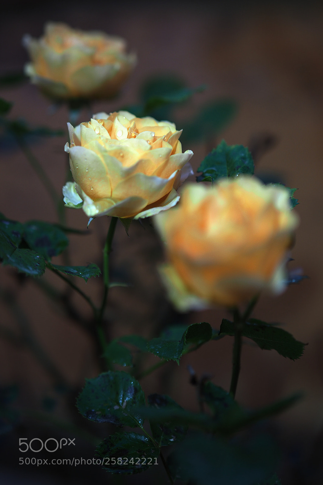 Olympus OM-D E-M1 Mark II sample photo. Untitled photography