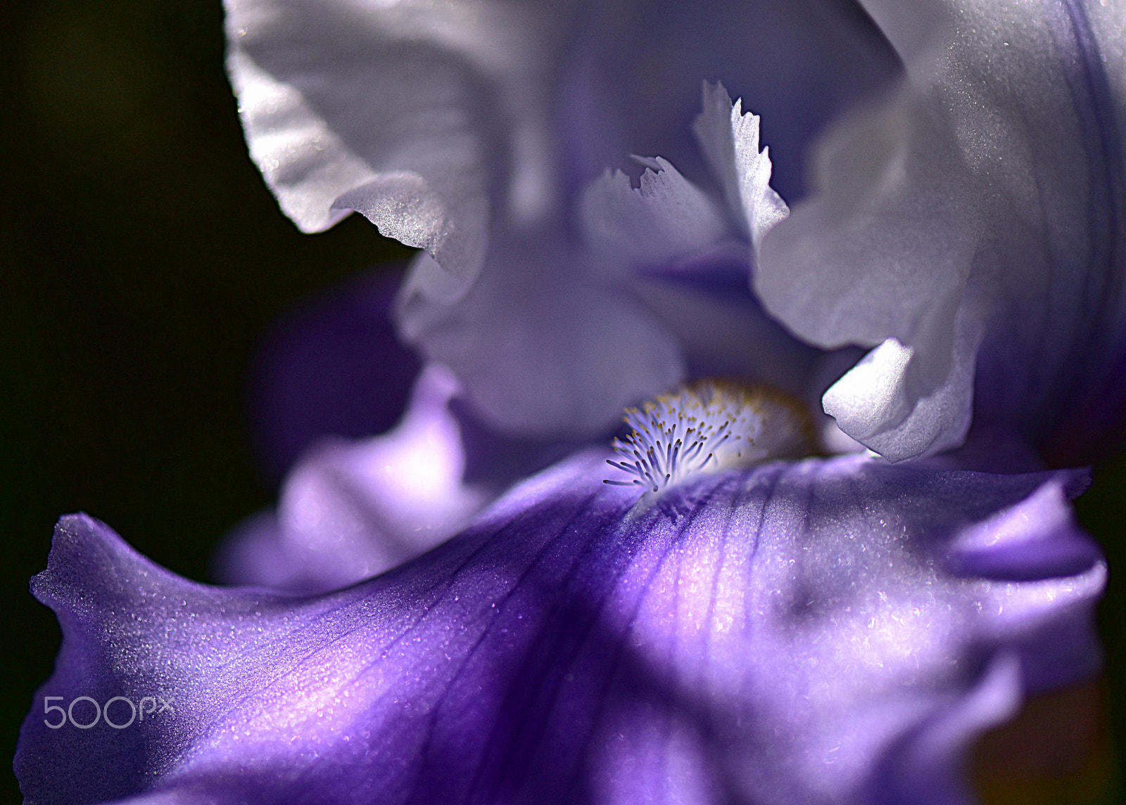 Nikon AF-S Micro-Nikkor 105mm F2.8G IF-ED VR sample photo. Sense of beauty photography