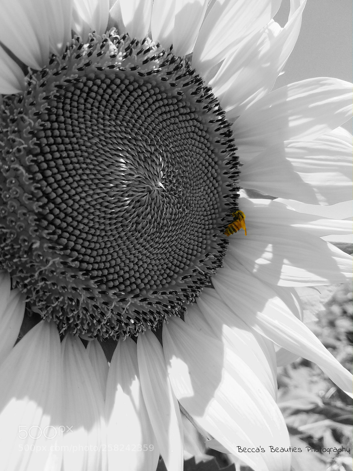 Samsung Galaxy S7 sample photo. Untitled photography