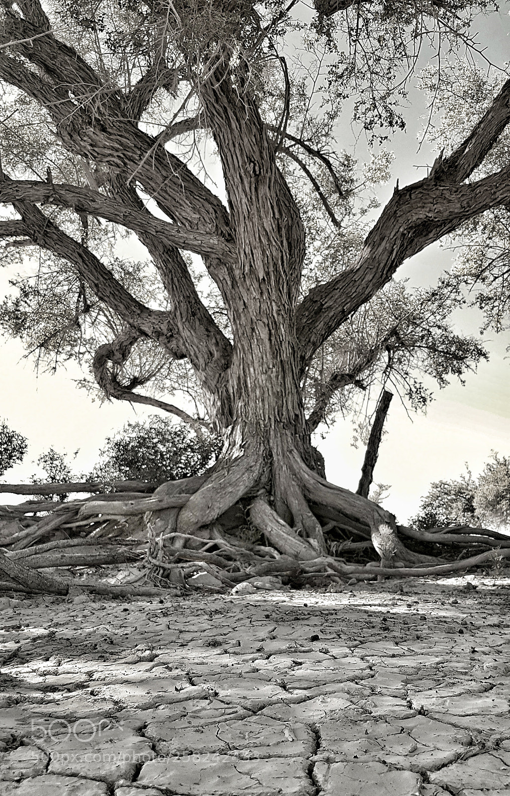 Samsung Galaxy S7 Edge sample photo. Desert tree photography