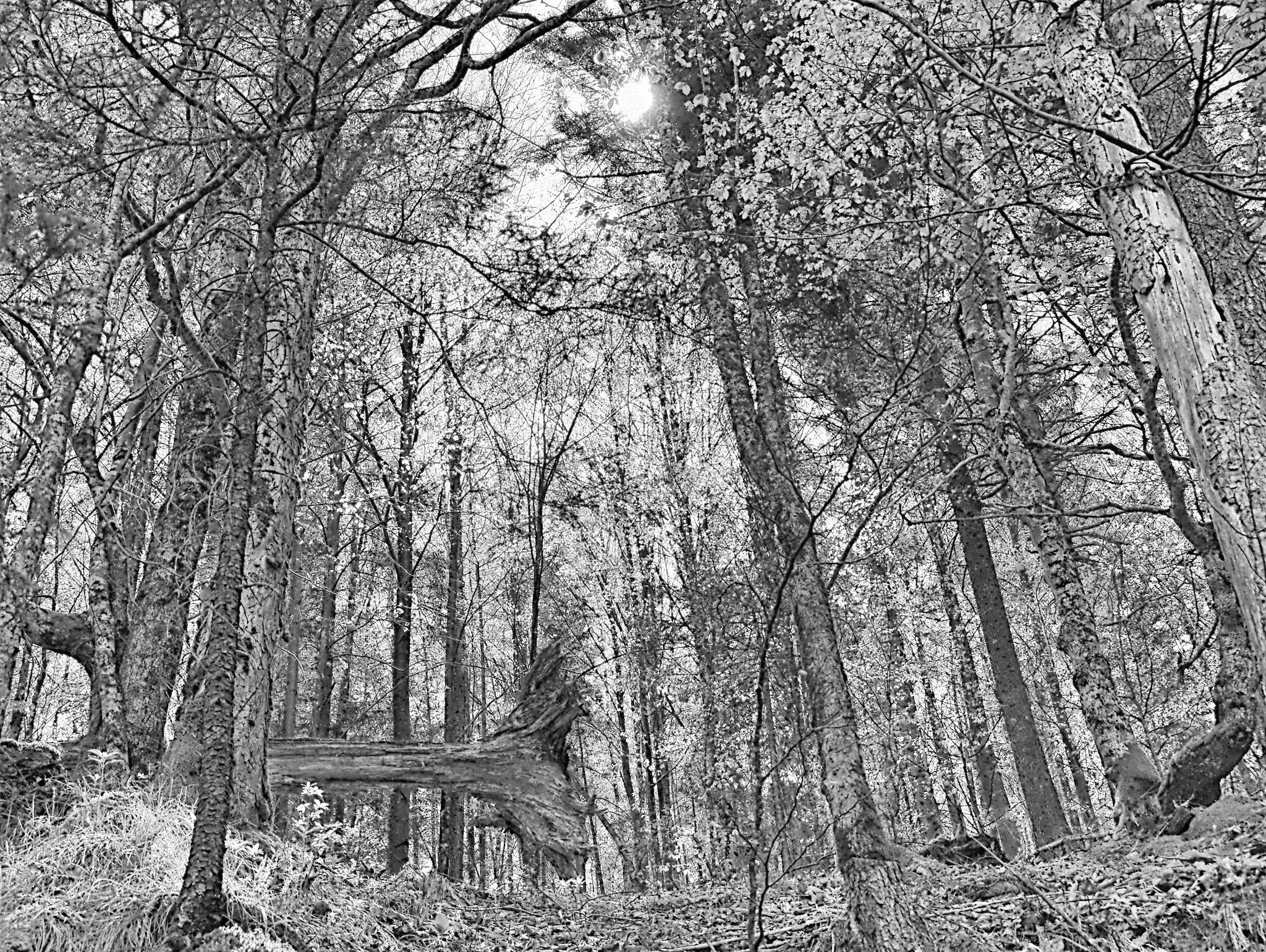 Panasonic DMC-G81 sample photo. Light in the forest__bw photography