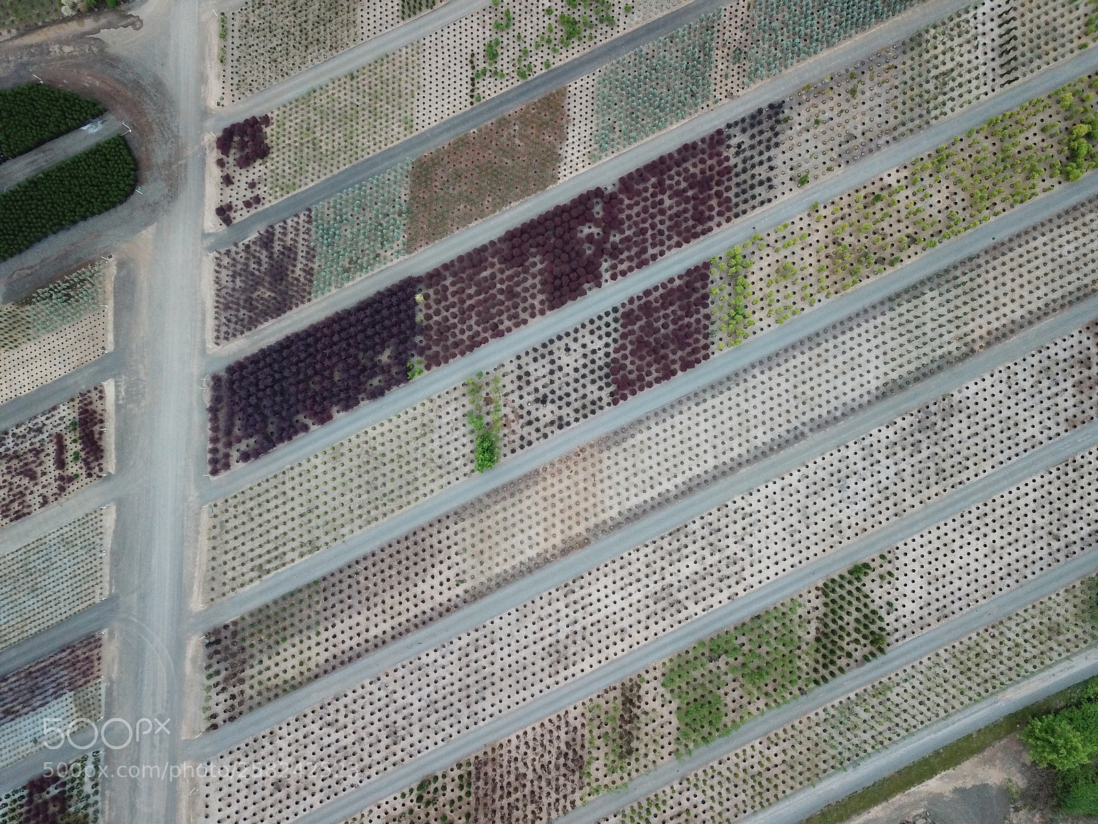 DJI FC220 sample photo. Planted photography
