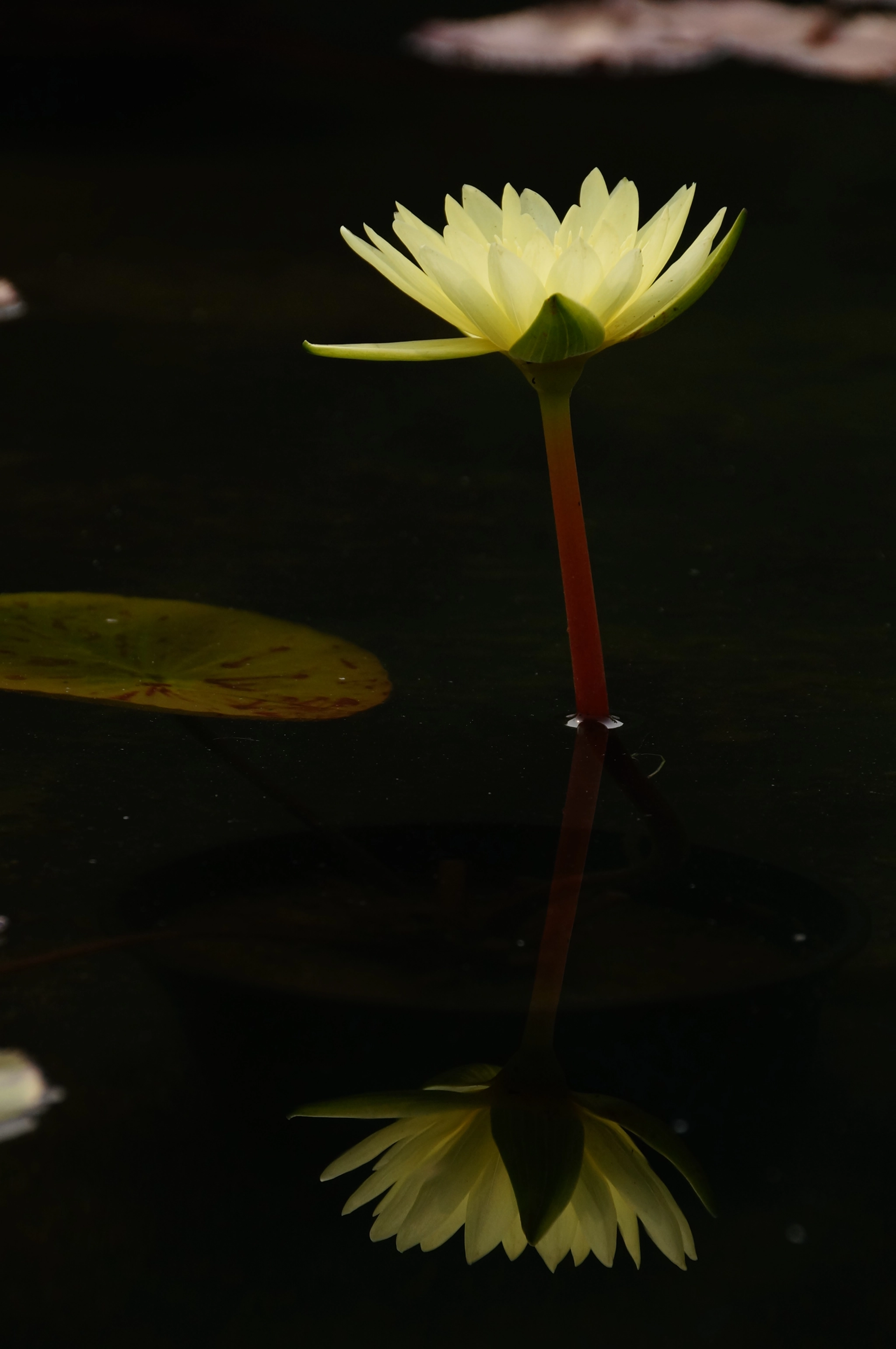 Sony SLT-A57 + Sony DT 18-250mm F3.5-6.3 sample photo. Water lily photography