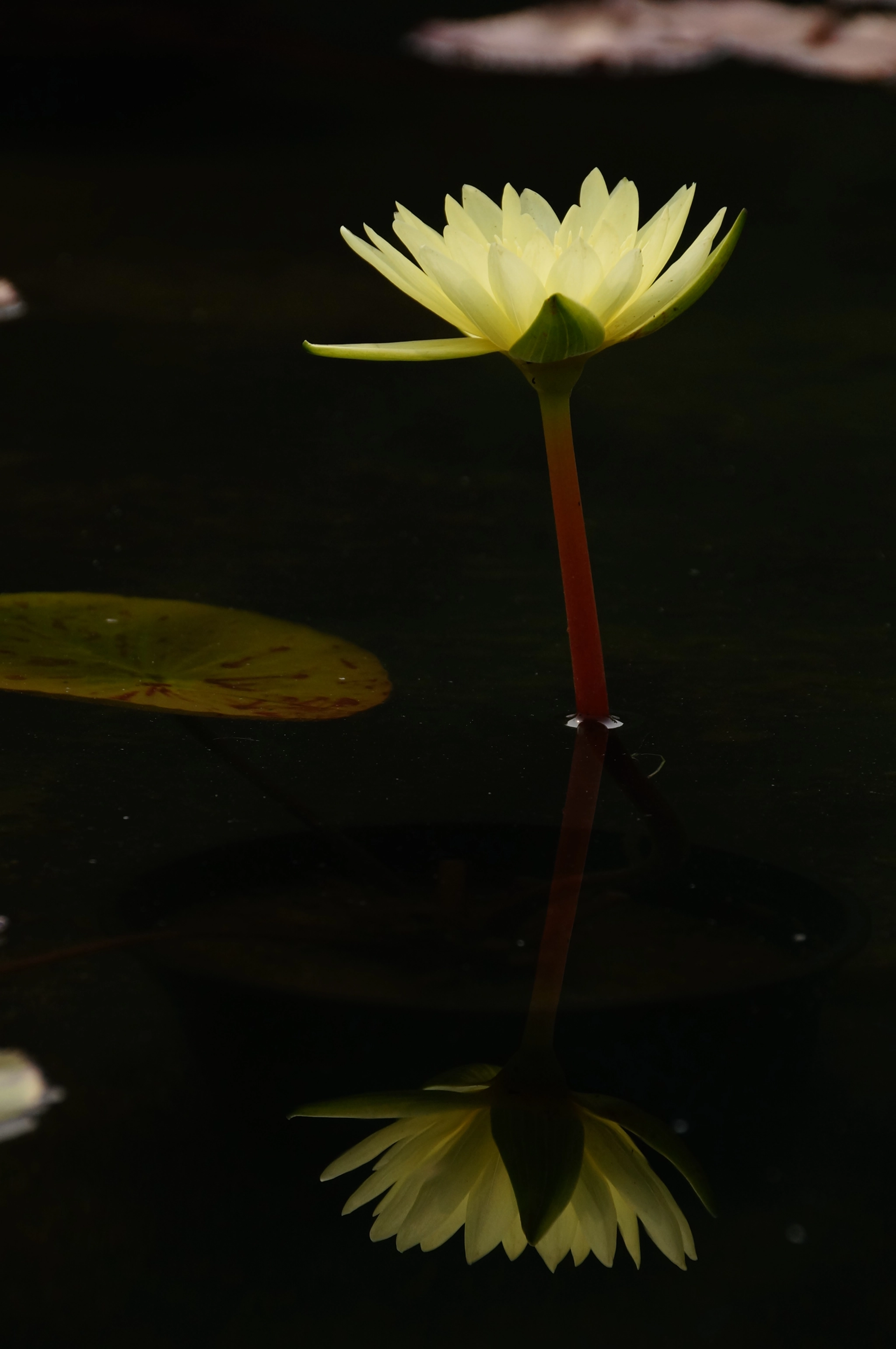 Sony DT 18-250mm F3.5-6.3 sample photo. Water lily photography