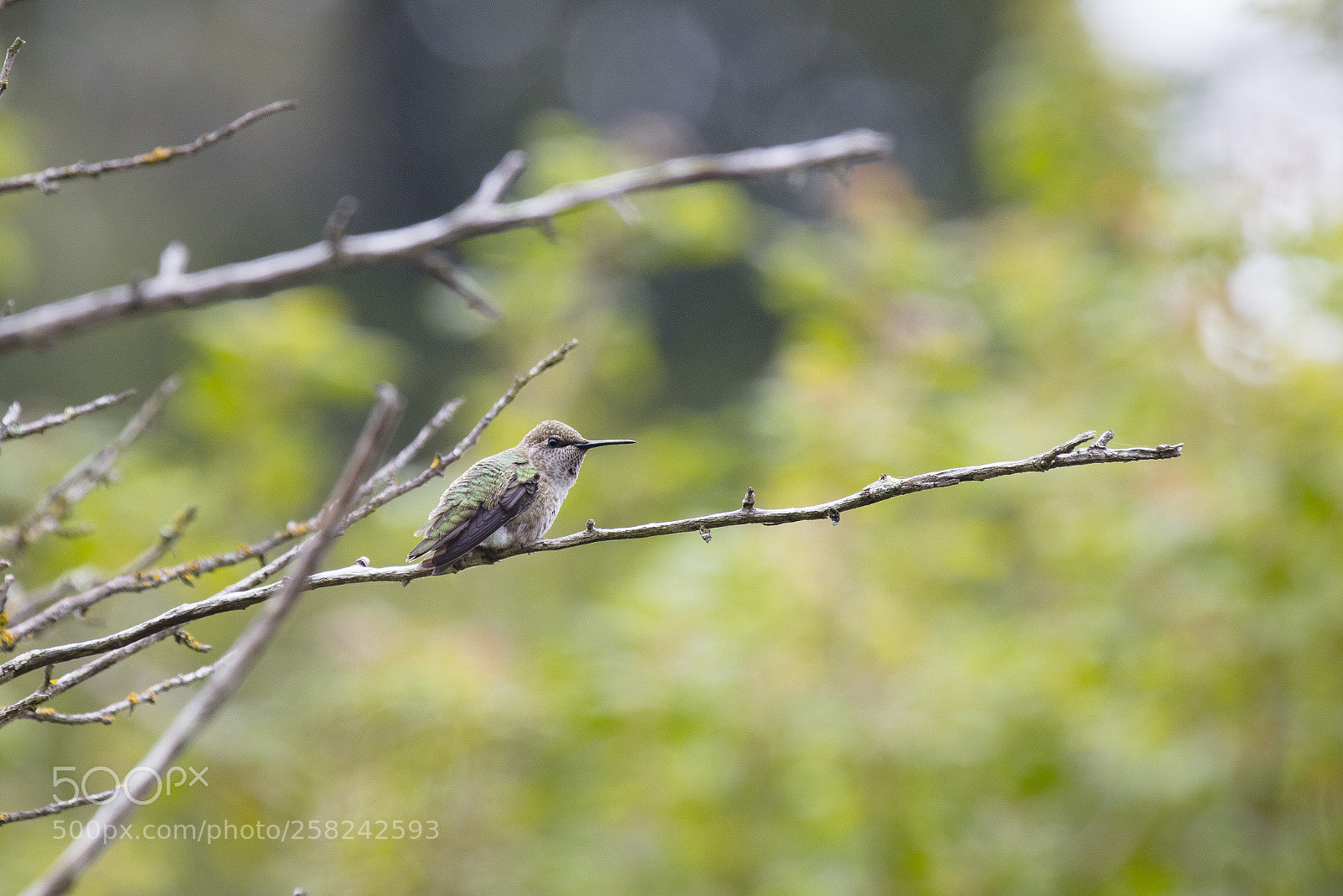 Canon EOS 5DS R sample photo. Sa photography