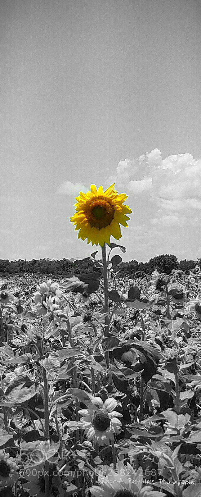 Samsung Galaxy S7 sample photo. Untitled photography