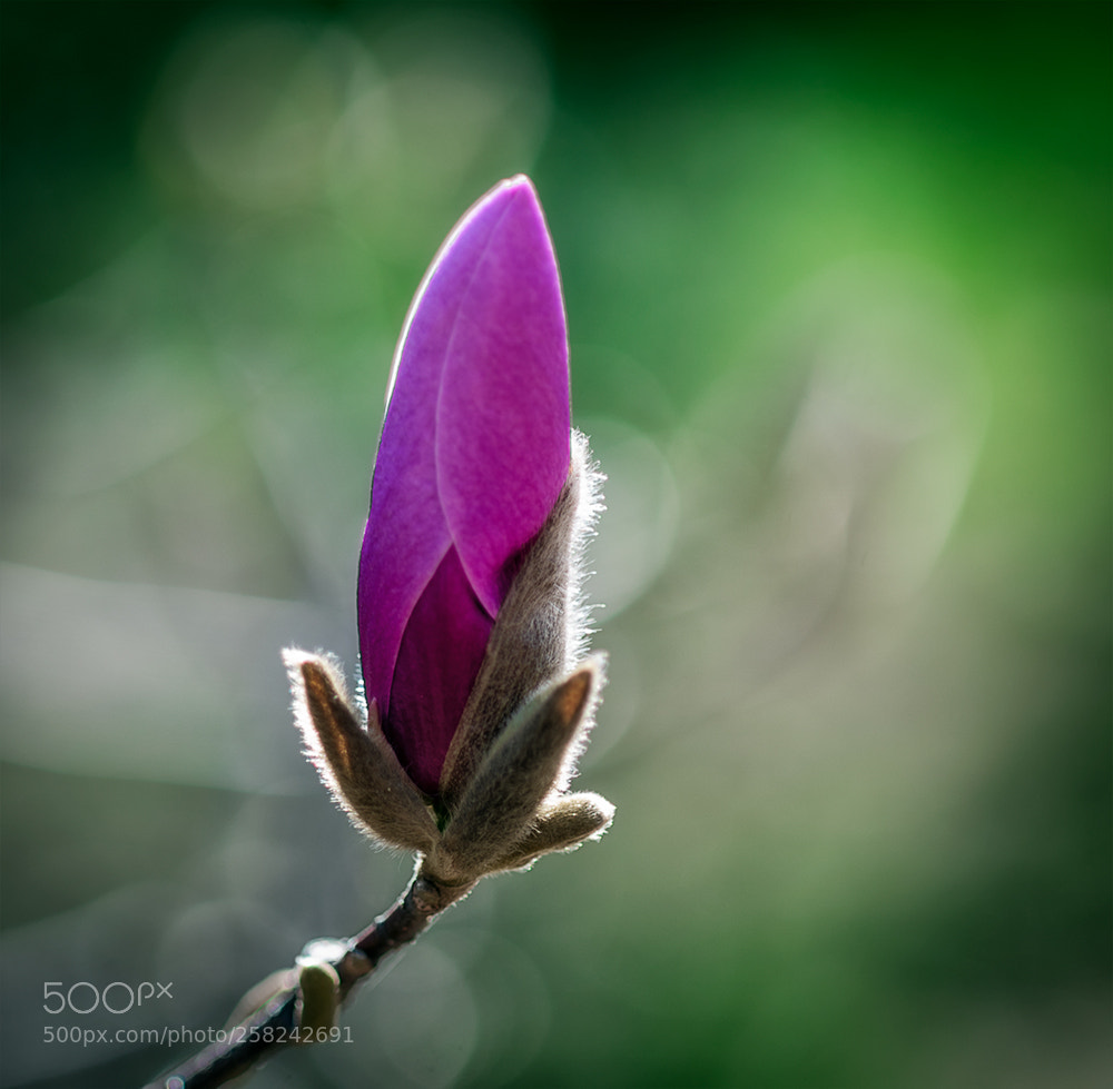 Nikon D810 sample photo. Y photography