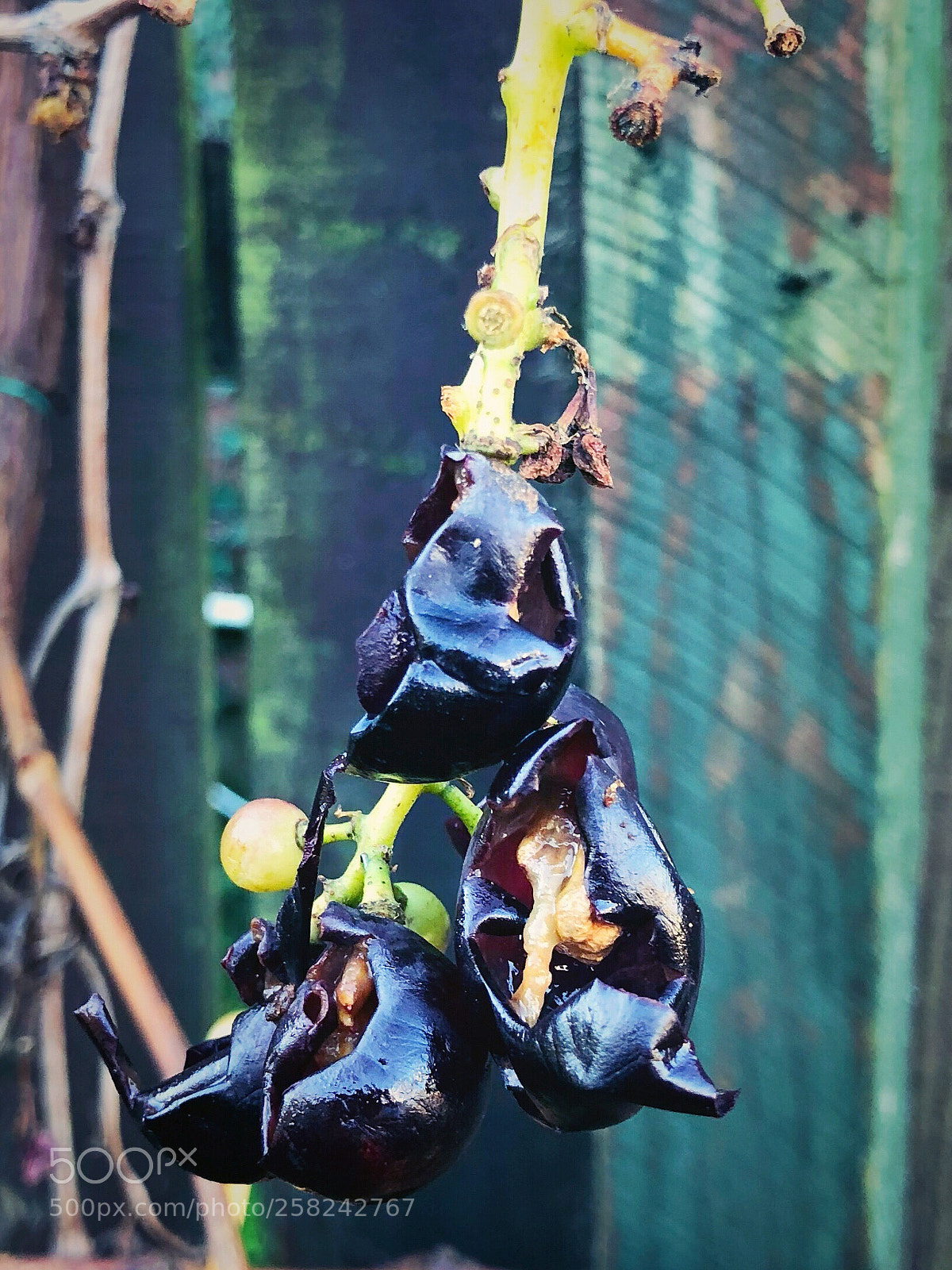 Apple iPhone X sample photo. Untitled photography