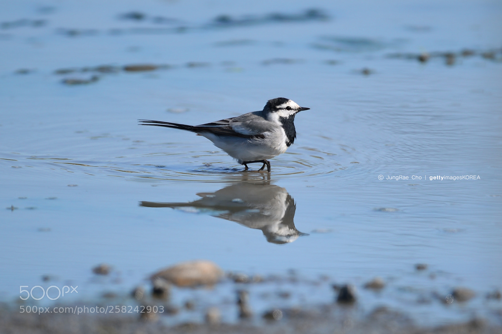 Nikon D850 sample photo. White wagtail photography