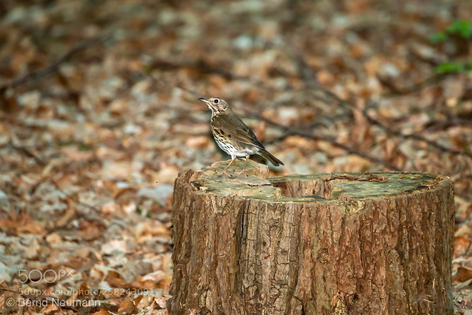Nikon D750 sample photo. Hello photography