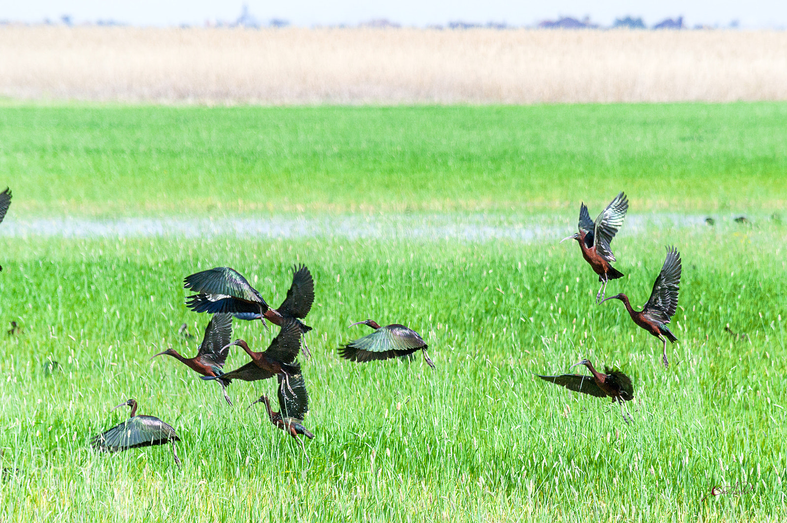 Nikon D3100 sample photo. как смарт объект photography