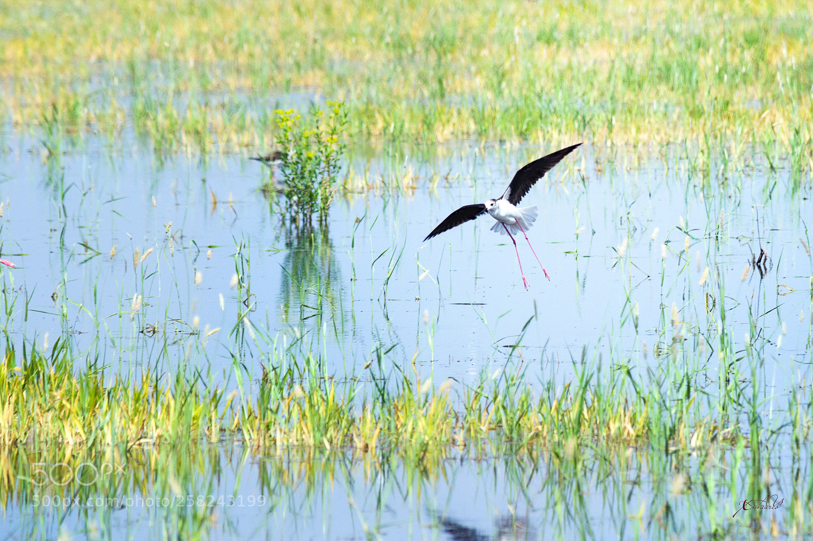 Nikon D3100 sample photo. как смарт объект photography
