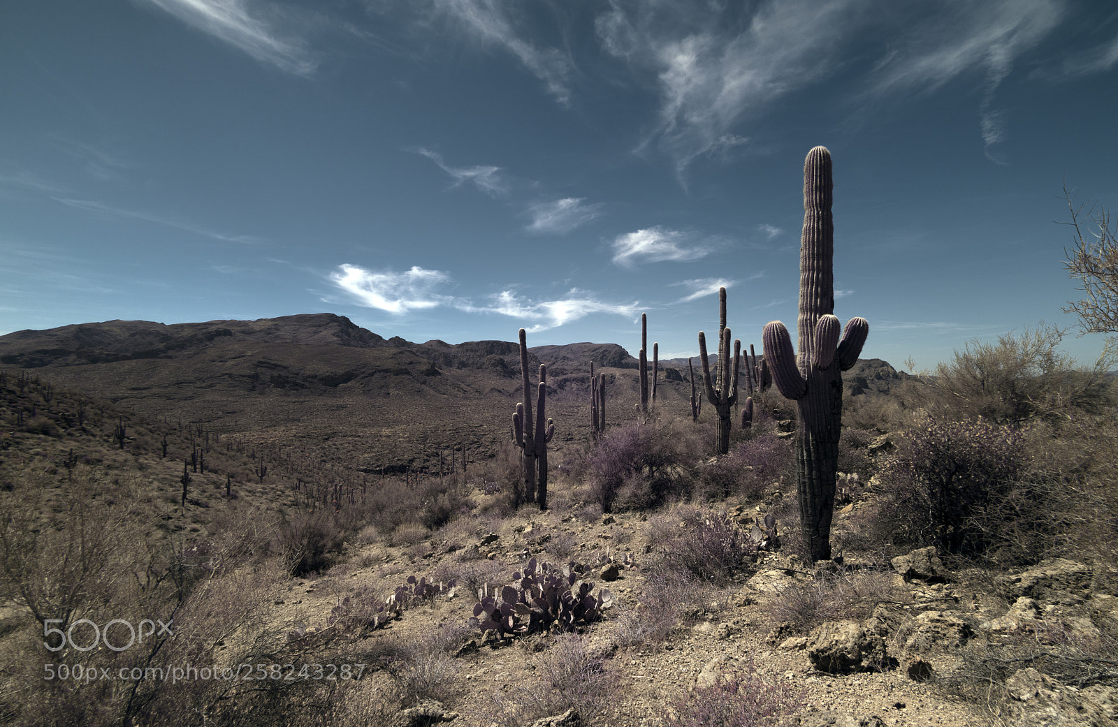 Sony a7R sample photo. Tonto national forest photography