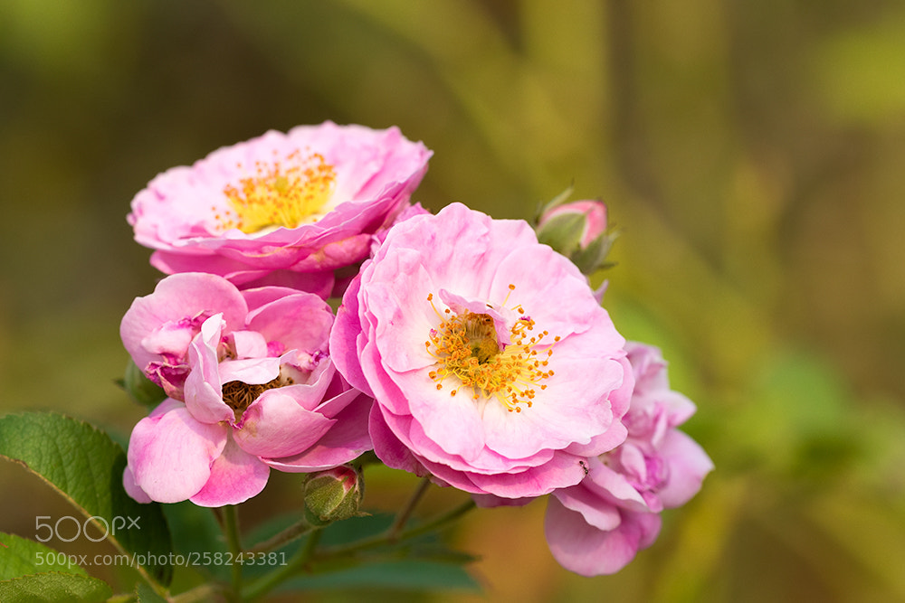 Canon EOS 7D Mark II sample photo. Flower photography