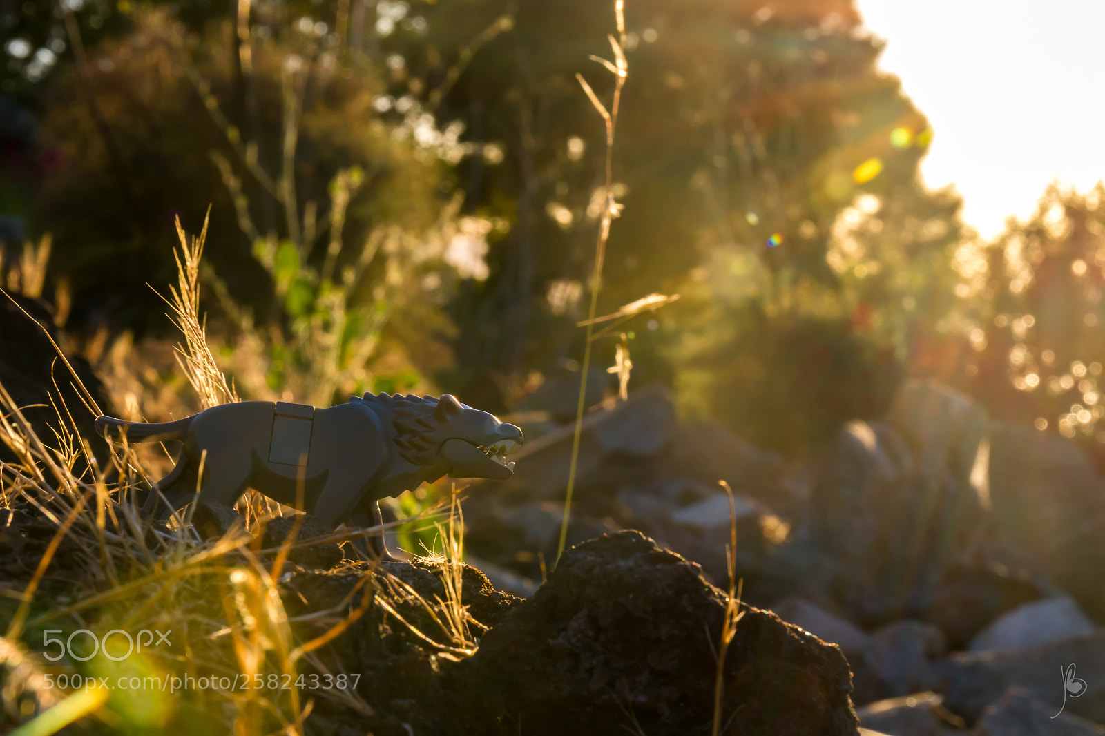 Canon EOS 7D Mark II sample photo. Warg at sunset photography