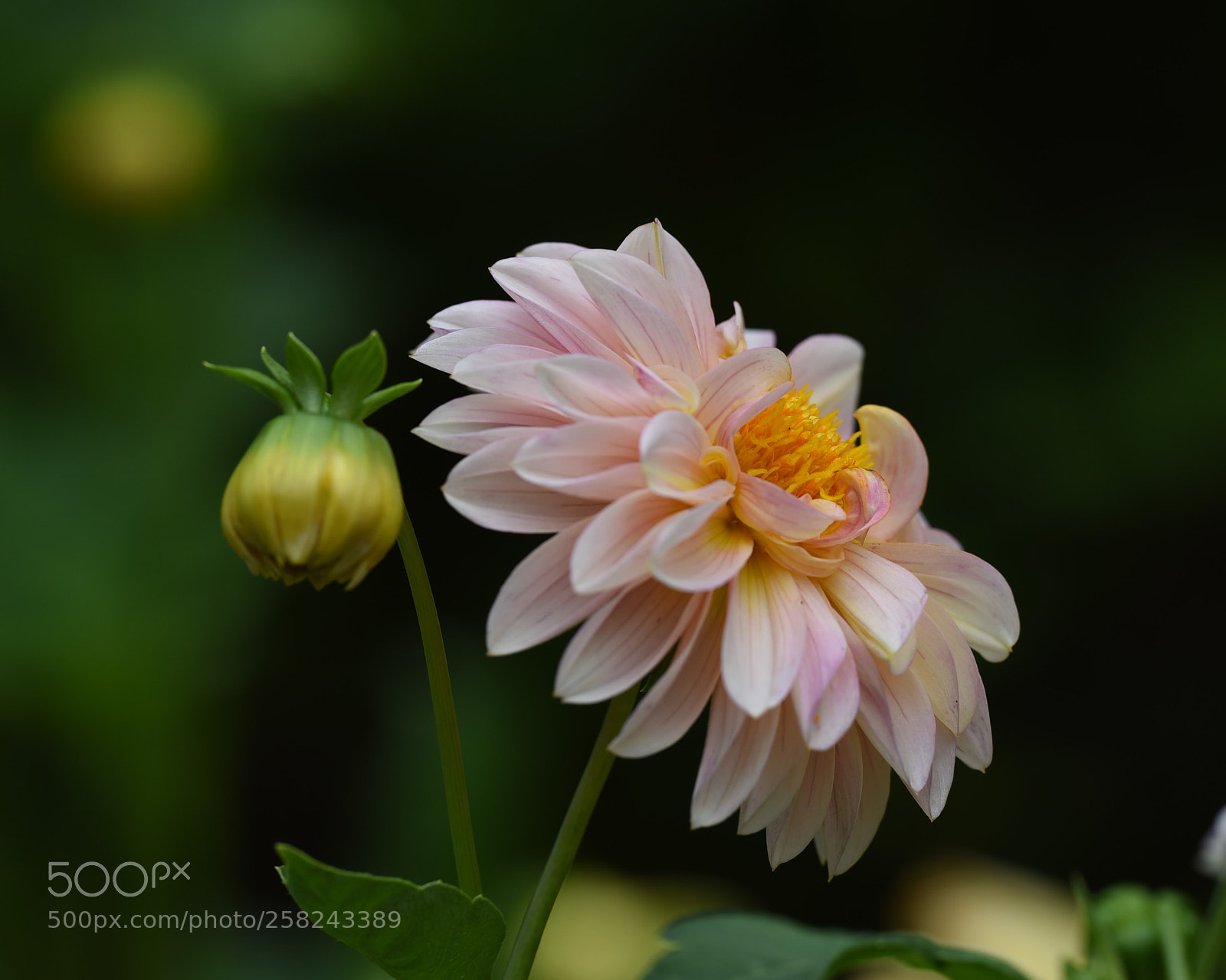 Nikon D750 sample photo. Bud and light pink photography