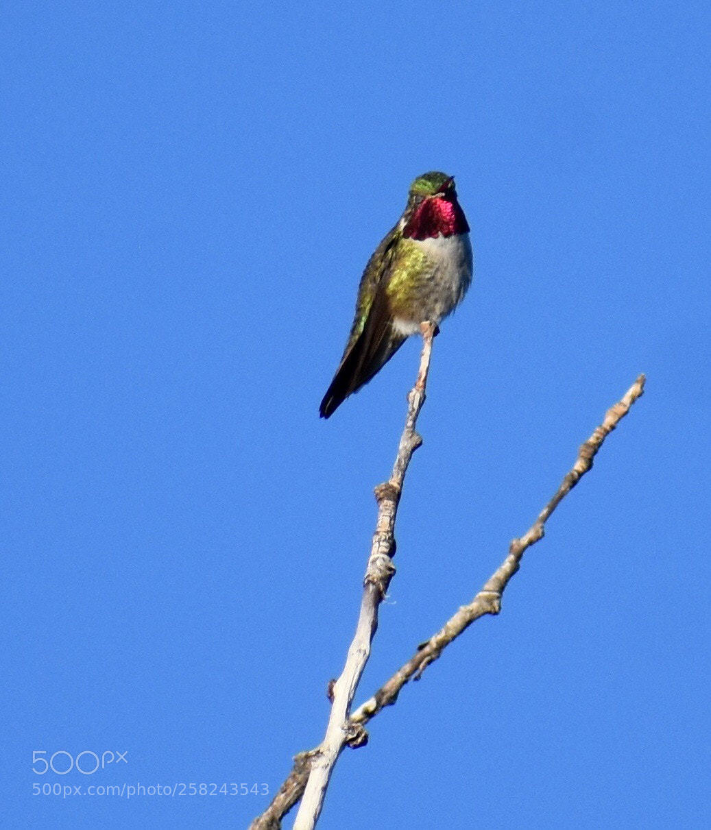 Nikon D3400 sample photo. Broad-tailed hummingbird  photography