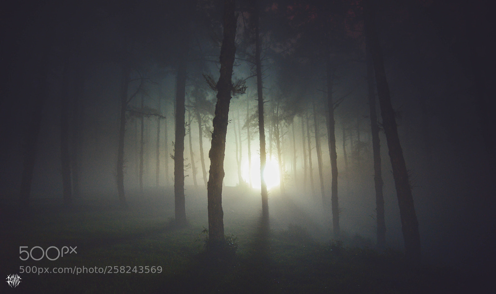 Nikon D610 sample photo. Misty forest in the photography