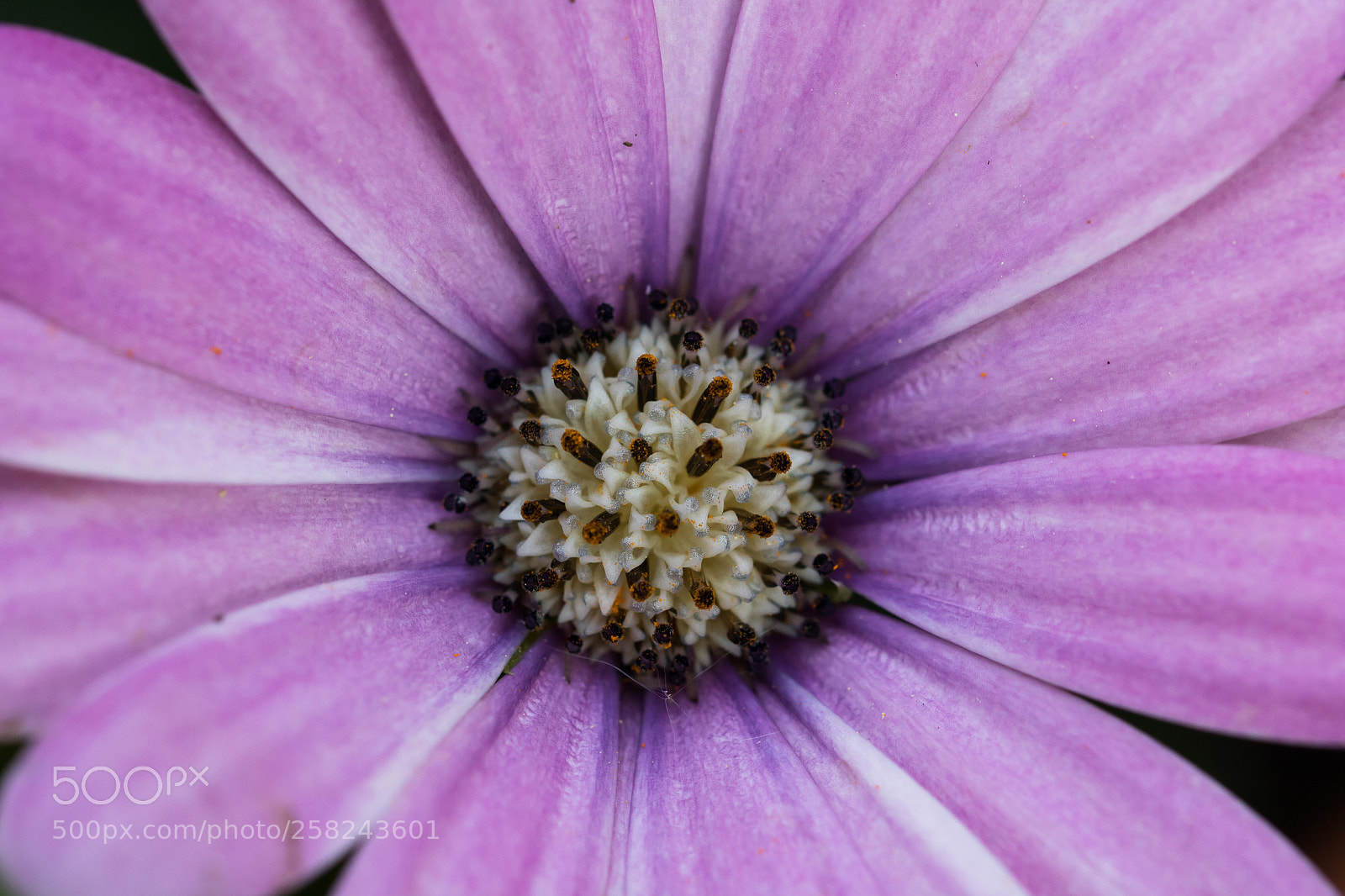Canon EOS 760D (EOS Rebel T6s / EOS 8000D) sample photo. Au cœur photography