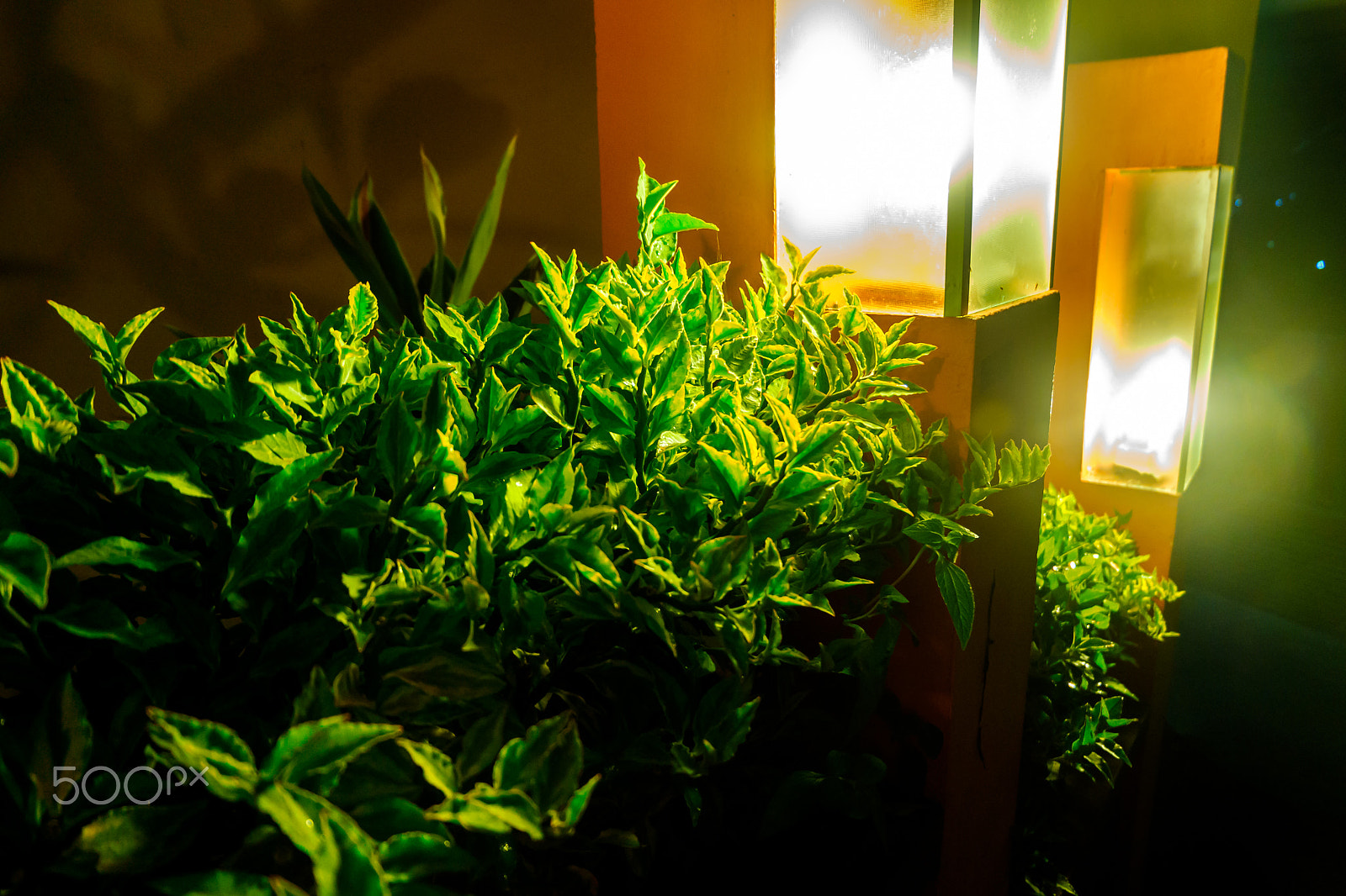 Fujifilm X-A10 sample photo. Yellowgrass photography