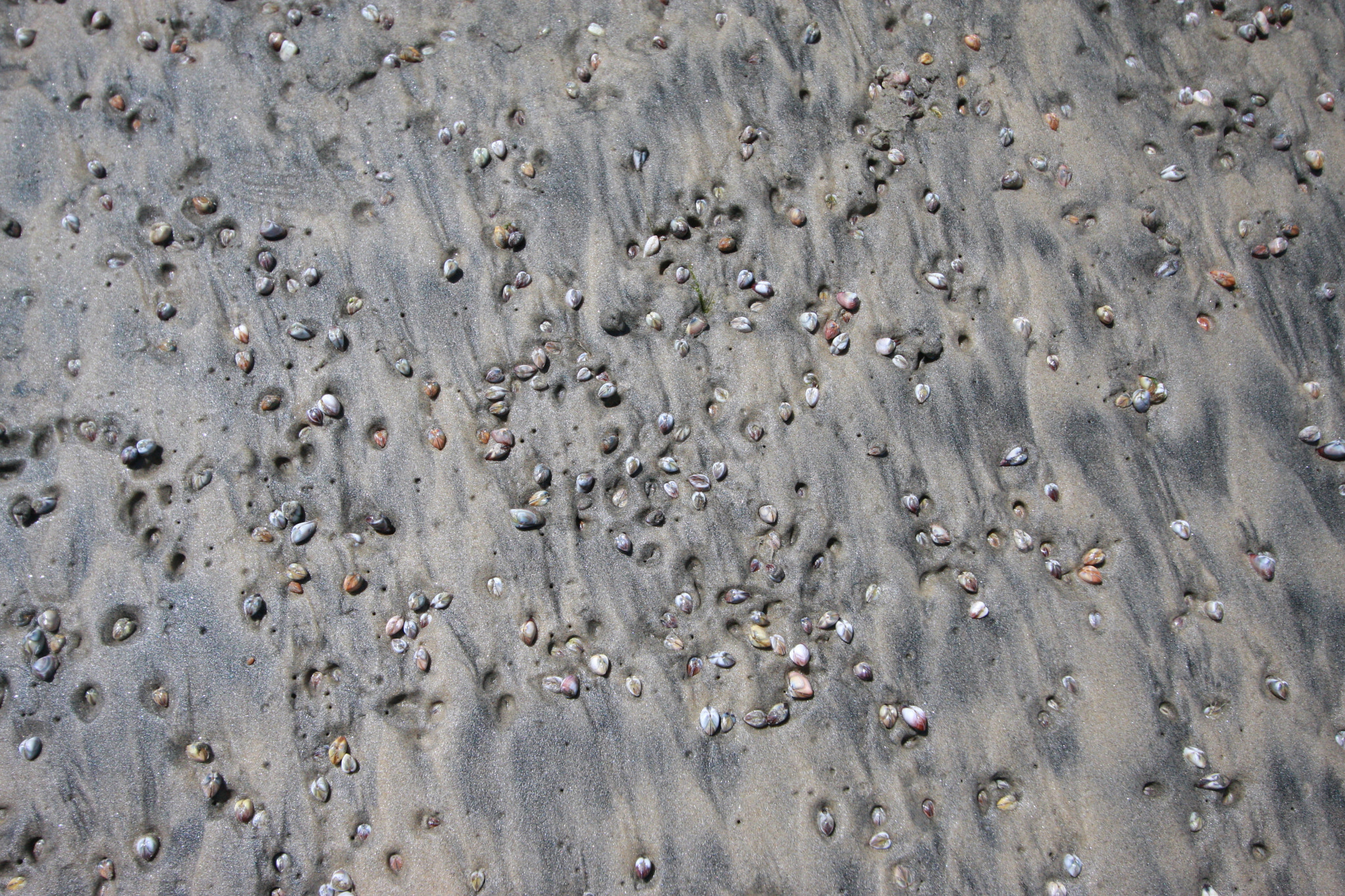 Canon EOS 40D sample photo. Acfff o photography