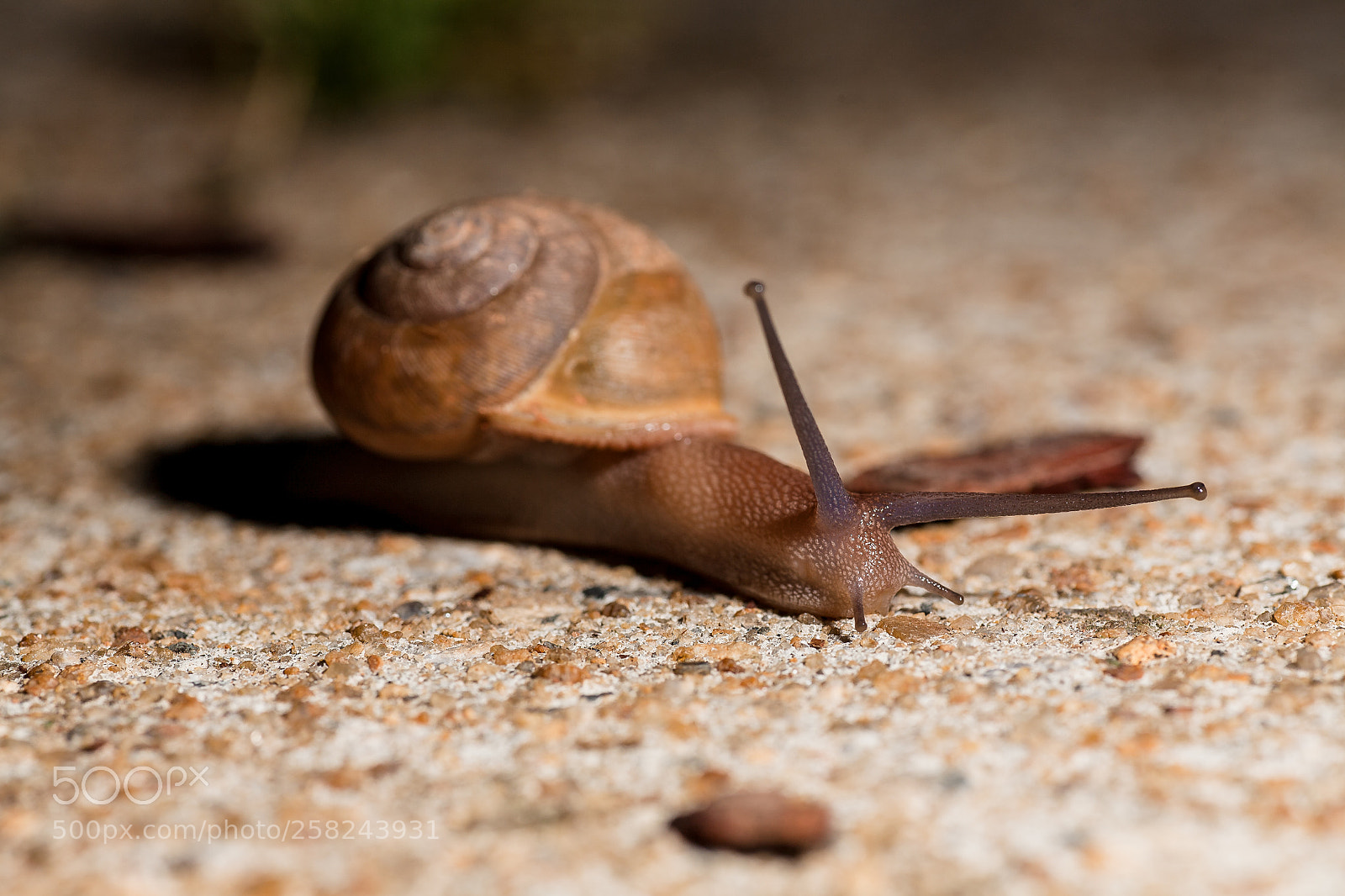 Canon EOS 5D sample photo. Antennae photography