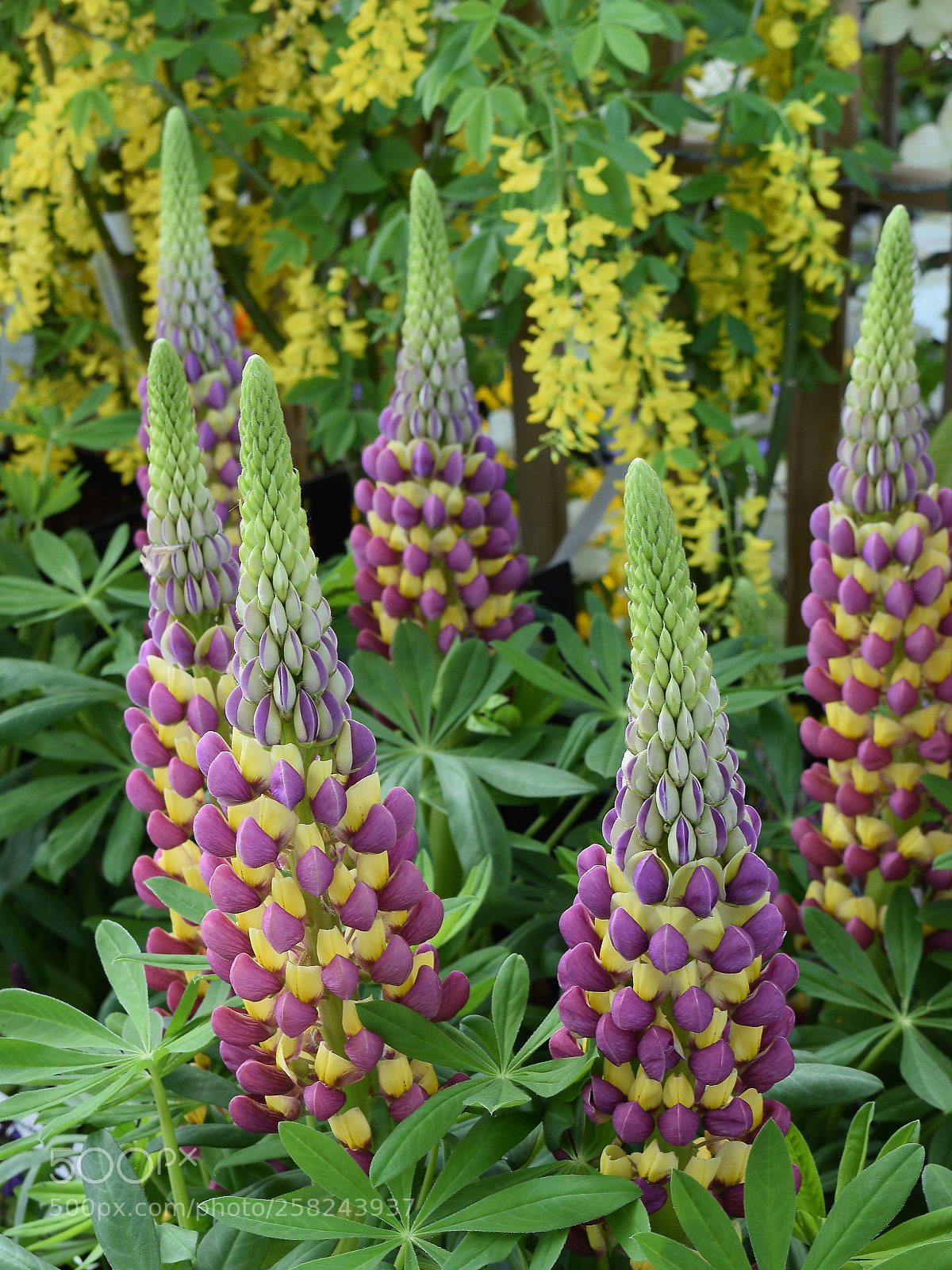 Nikon D3300 sample photo. Lupines like candy photography