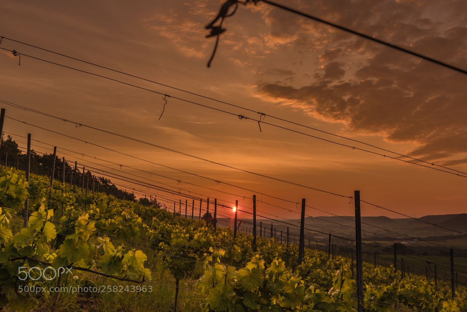 Canon EOS M50 (EOS Kiss M) sample photo. Morning in the vineyard photography