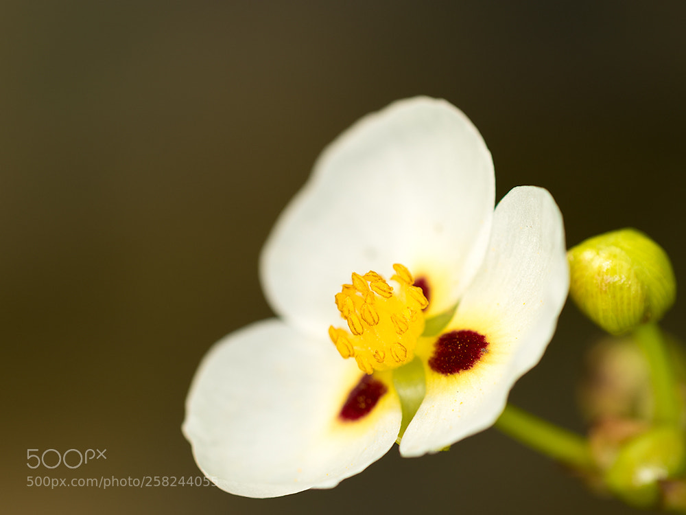 Canon EOS 7D Mark II sample photo. Flower photography