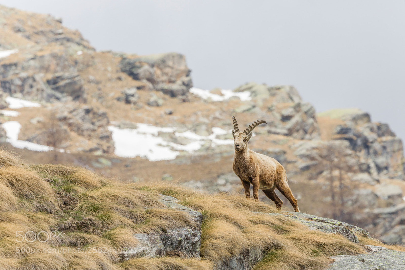 Canon EOS 5D Mark IV sample photo. Ceresole reale photography