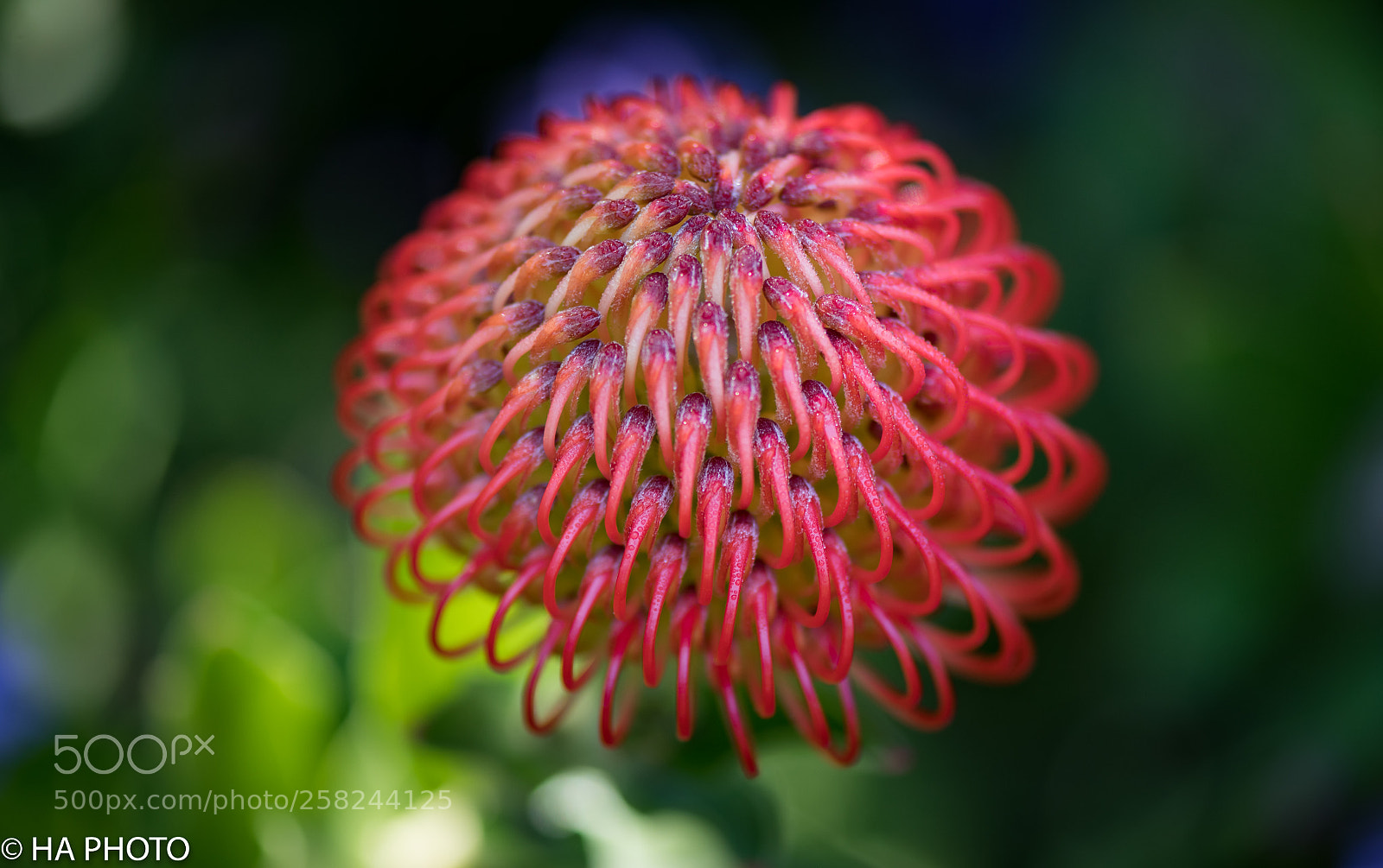 Nikon D850 sample photo. Leucospermum red photography