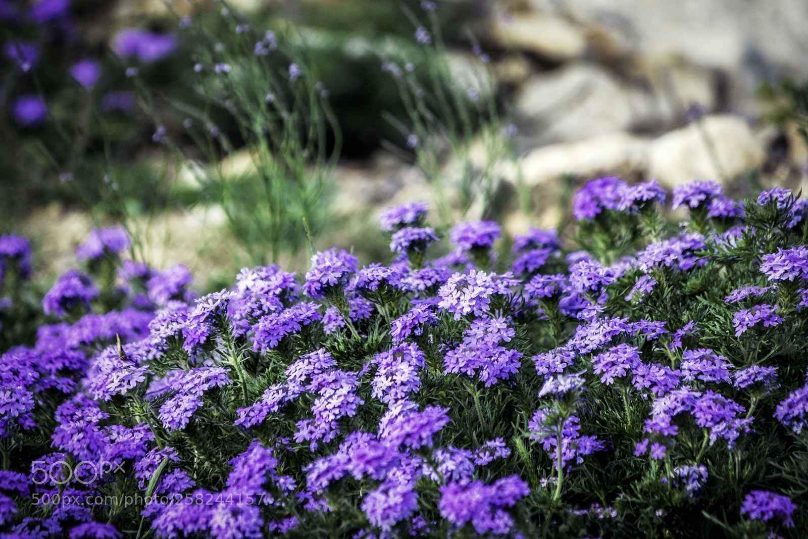 Canon EOS 650D (EOS Rebel T4i / EOS Kiss X6i) sample photo. Flowers photography