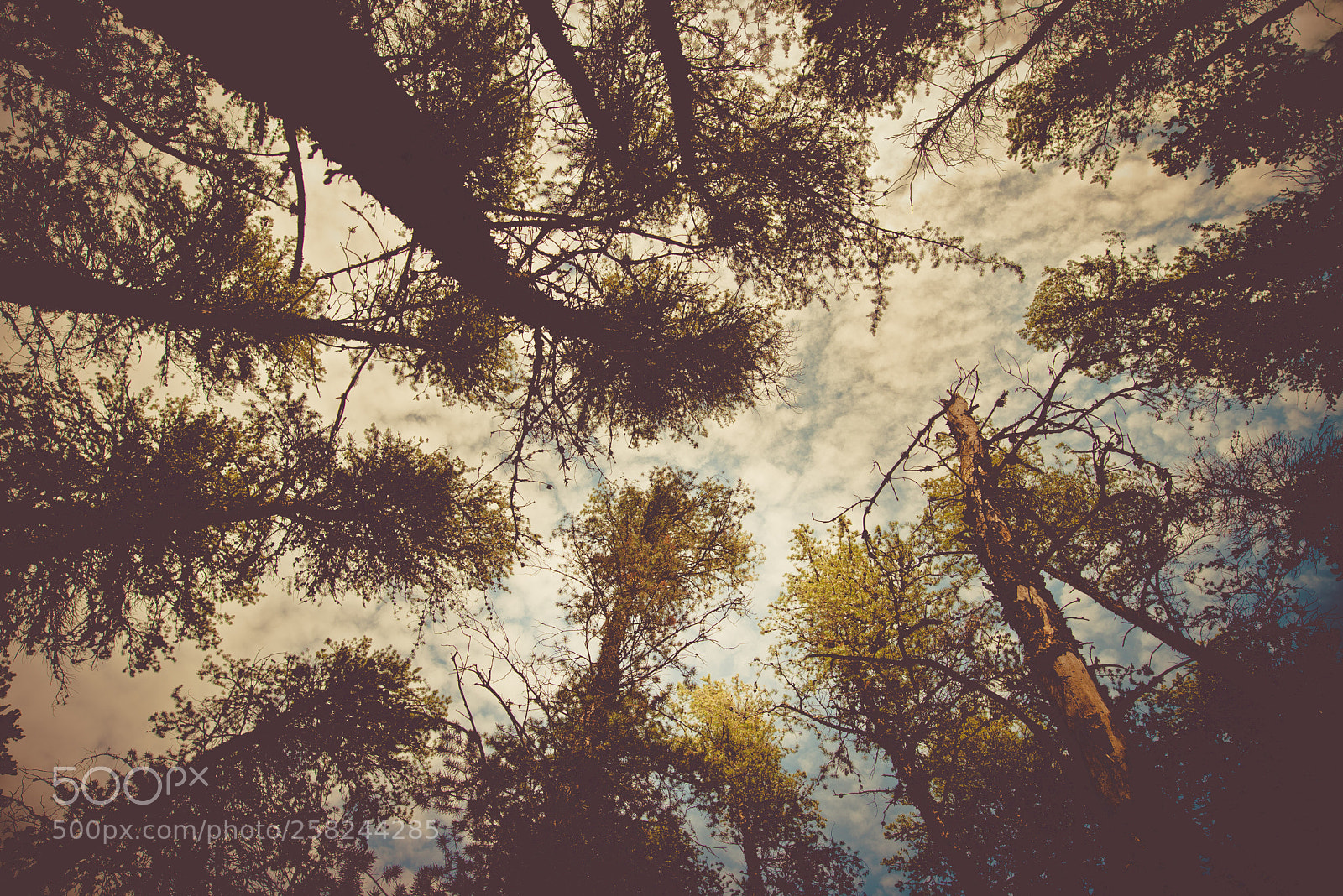 Nikon D600 sample photo. Am photography