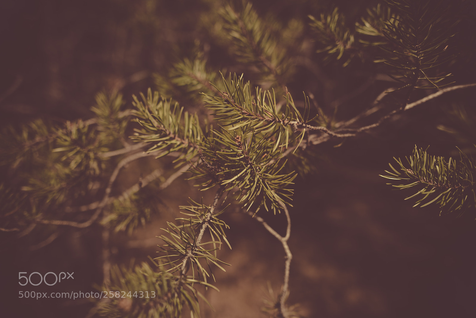 Nikon D600 sample photo. _am13173-2.jpg photography