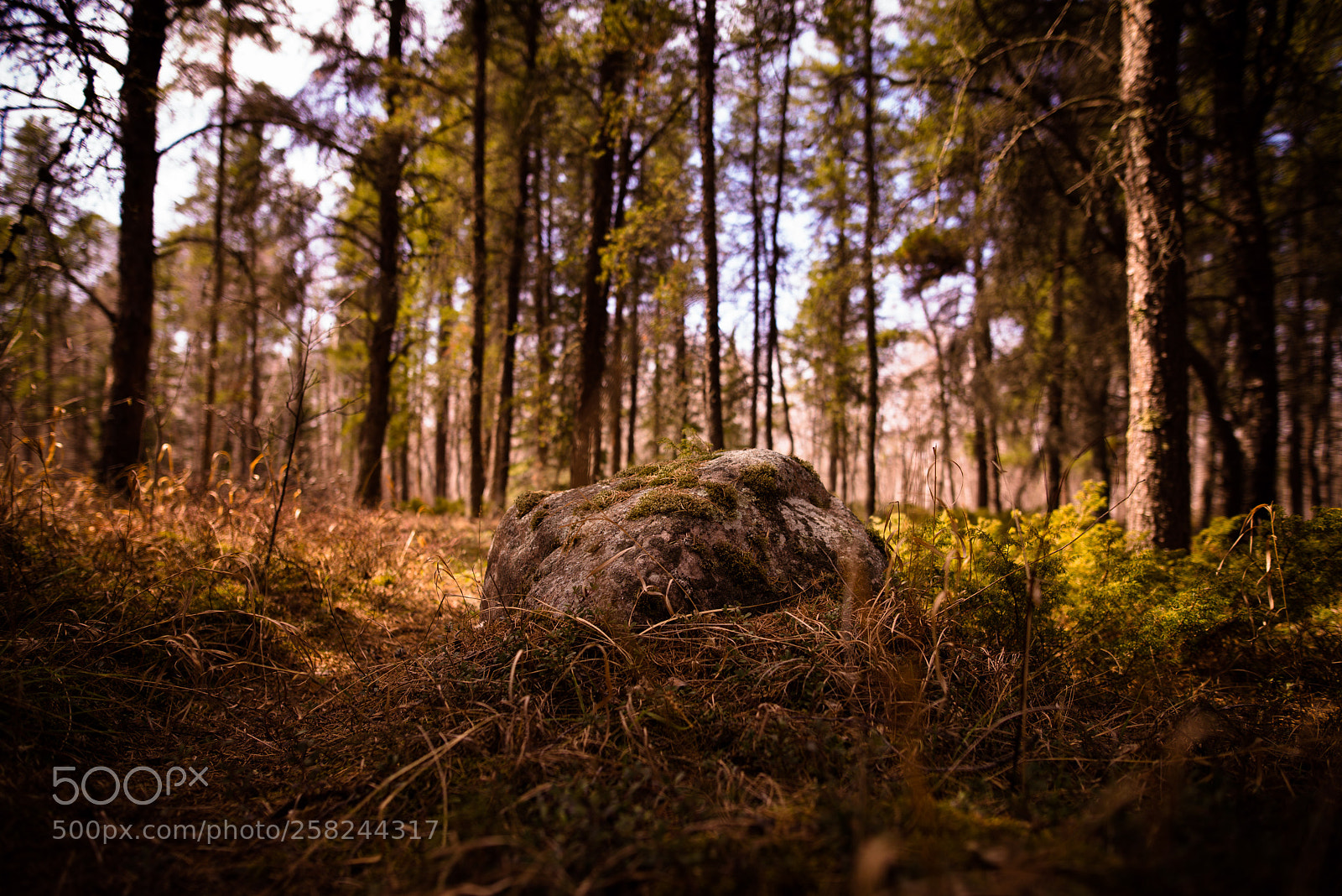 Nikon D600 sample photo. Am photography